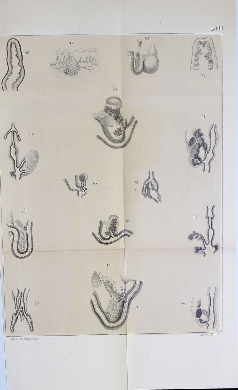 Taf. 111 Lith.v. J FrKz.