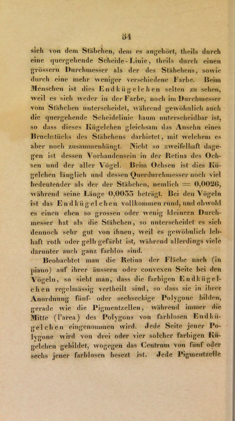 i>4 i sicli von dem Stäbchen, dein es angehört, ifieiJs durch eine quergehende Scheide-Linie, theils durch einen grossem Durchmesser als der des Stäbchens, sowie durch eine mehr weniger verschiedene Farbe. Dehn Menschen ist dies End k ii ge le h cn selten zu sehen, weil es sicli weder in der Farbe, noch im Durchmesser vom Stäbchen unterscheidet, während gewöhnlich auch die quergehende Scheidelinie kaum unterscheidbar ist, so dass dieses Kügelchen gleichsam das Anselm eines Bruchstücks des Stäbchens darbietet, mit welchem es aber noch zusammenhängt. Wicht so zweifelhaft dage- gen ist dessen Vorhandensein in der Bctina des Och- sen und der aller Vögel. Beim Ochsen ist dies Kü- gelchen länglich und dessen Querdurchmesser noch viel bedeutender als der der Stäbchen, ncmlicli = 0,0020, während seine Länge 0,0035 beträgt. Bei den Vögeln ist das Endkügcl eben vollkommen rund, und obwohl cs einen eben so grossen oder wenig- kleinern Durch- messer hat als die Stäbchen, so unterscheidet es sich denuoch sehr gut von ihnen, weil es gewöhnlich leb- haft rotli oder gelb gefärbt ist, während allerdings viele darunter auch ganz farblos sind. Beobachtet man die Retina der Fläche nach (in piano) auf ihrer äussern oder convexen Seite hei den Vögeln, so sieht man, dass die farbigen Endkiigei- chen regelmässig vertheilt sind, so dass sic in ihrer Anordnung fünf- oder sechseckige Polygone bilden, gerade wie die Pigmentzellen, während immer die Mitte (l’area) des Polygons von farblosen Endkii- gelchen eingenommen wird. »Jede Seite jener Po- lygone wird von drei oder vier solcher farbigen Kü- gelchen gebildet, wogegen das Cenlrnm von fünf oder sechs jener farblosen besezt ist. Jede Pigmcnlzcllc