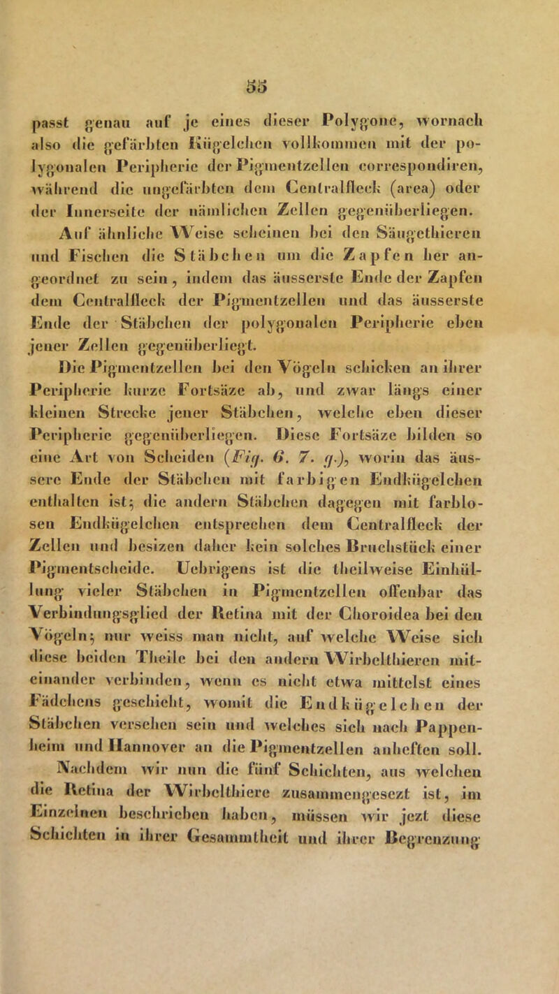 passt genau auf je eines dieser Polygone, wornach also die gefärbten Kügelchen vollkommen mit der po- lygonalen Peripherie der Pigmentzellen eorrespondiren, während die ungefärbten dem Cenlralfleek (area) oder der Innerseite der nämlichen Zellen gegenüberliegen. Auf ähnliche Weise scheinen bei den Säugcthieren und Fischen die Stäbchen um die Zapfen her an- geordnet zu sein , indem das äussersle Ende der Zapfen dem Cenlrallleck der Pigmentzellen und das äusserste Ende der Stäbchen der polygonalen Peripherie eben jener Zellen gegenüber liegt. Die Pigmentzellen bei den Vögeln schicken an ihrer Peripherie kurze Fortsäzc ab, und zwar längs einer kleinen Strecke jener Stäbchen, welche eben dieser Peripherie gegenüberliegen. Diese Fortsäze bilden so eine Art von Scheiden (Fitj. 6. 7. f/.), worin das äus- scre Ende der Stäbchen mit farbigen Endkügelchen enthalten ist5 die andern Stäbchen dagegen mit farblo- sen Endkügelchen entsprechen dem Centralfleck der Zellen und besizen daher kein solches Bruchstück einer Pigmentschcide. Ucbrigens ist die theilweise Einhül- lung vieler Stäbchen in Pigmentzellen offenbar das Verbindungsglied der Retina mit der Choroidea bei den Vögeln; nur weiss man nicht, auf welche Weise sieh diese beiden Theile bei den andern Wirbelthieren mit- einander verbinden, wenn es nicht etwa mittelst eines Mädchens geschieht, womit die Endkiigelchen der Stäbchen versehen sein und welches sich nach Pappen- heim und Hannover an die Pigmentzellen an heften soll. Nachdem wir nun die fünf Schichten, aus welchen die Retina der Wirbclthiere zusammeugesezt ist, im Einzelnen beschrieben haben, müssen wir jezt diese Schichten in ihrer Gesammtheit und ihrer Begrenzung