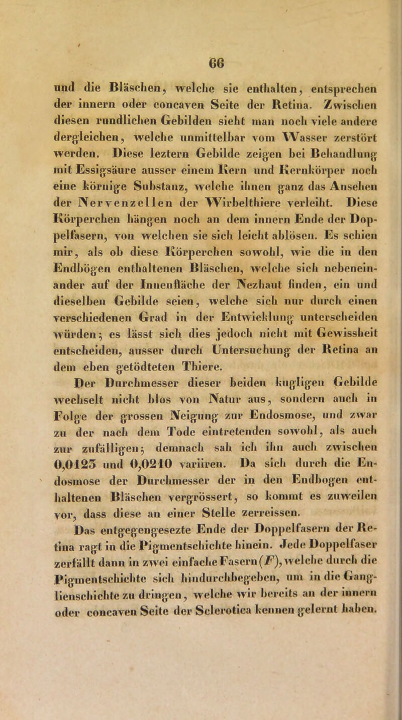 und die Bläschen, welche sie enthalten, entsprechen der innern oder concaven Seite der Retina. Zwischen diesen rundlichen Gebilden sieht man noch viele andere dergleichen, welche unmittelbar vom Wasser zerstört werden. Diese leztern Gebilde zeigen hei Behandlung mit Essigsäure ausser einem Kern und Kernkörper noch eine körnige Substanz, welche ihnen ganz das Ansehen der Nervenzellen der Wirbelthiere verleiht. Diese Körperchen hängen noch an dem innern Ende der Dop- pelfasern, von welchen sie sich leicht ablösen. Es schien mir, als ob diese Körperchen sowohl, wie die in den EndbÖgen enthaltenen Bläschen, welche sich nebenein- ander auf der Innenfläche der Nezhaut finden, ein und dieselben Gebilde seien, welche sich nur durch einen verschiedenen Grad in der Entwicklung unterscheiden würden; es lässt sich dies jedoch nicht mit Gewissheit entscheiden, ausser durch Untersuchung der Retina an dem eben getödteten Thiere. Der Durchmesser dieser beiden hügligen Gebilde wechselt nicht blos von Natur aus, sondern auch in Folge der grossen Neigung' zur Endosmose, und zwar zu der nach dem Tode eintretenden sowohl, als auch zur zufälligen; demnach sah ich ihn auch zwischen 0,0125 und 0,0210 variiren. Da sich durch die En- dosinose der Durchmesser der in den Endbogen ent- haltenen Bläschen vergrössert, so kommt es zuweilen vor, dass diese an einer Stelle zerreissen. Das eutgegengesezte Ende der Doppelfasern der Re- tina ragt in die Pigmentschichte hinein. Jede Doppellaser zerfällt dann in zwei einfacheFasern(jF),welche durch die Pigmentschichte sich hindurchbegeben, um in die Gang- lienschichtczu dringen, welche wir bereits an der innern oder concaven Seite der Sclcrotiea kennen gelernt haben.