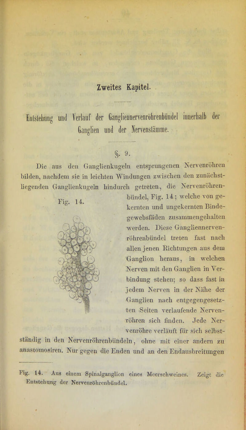 Zweites Kapitel. Eiilsleliung und Verlauf der GangliennerYcnrülircnbiiiidel iiiuerliall) der Ganglien und der Nervensläninie. f §• 9- Die aus den Ganglienkugeln entsprungenen Nervenröhren bilden, nachdem sie in leichten Windungen zwischen den zunächst- liegenden Ganglienkugeln hindurcli getreten, die Nervenröhren- biindel, Fig. 14; welclie von ge- kernten und ungekernten Binde- gewebsfäden zusainmengehalten werden. Diese Gangliennerven- röhrenbündel treten fast nach allen jenen Richtungen aus dem Ganglion heraus, in welchen Nerven mit den Ganglien in Ver- bindung stehen; so dass fast in jedem Nerven in der Nähe der Ganglien nach entgegengesetz- ten Seiten verlaufende Nerven- Töhren sich linden. Jede Ner- venröhre verläuft für sich selbst- ständig in den Nervcnröhrenbündeln, ohne mit einer andern zu anastoraosiren. Nur gegen die Enden und an den Endausbreitungen Pig. 14. Aus einem Spinalgariglion eines Meerschweines. Zeigt die Entstehung der Nervenröhrcnbündol.