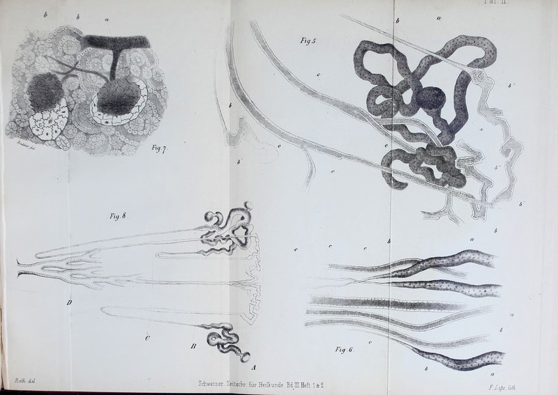 I ± cLL. jLL. Roth del a F Lzps, litk. Fig 6 A Schweizer. Zfflschr. £ür Heilkunde Bd.IT.Heft 1 & 1.
