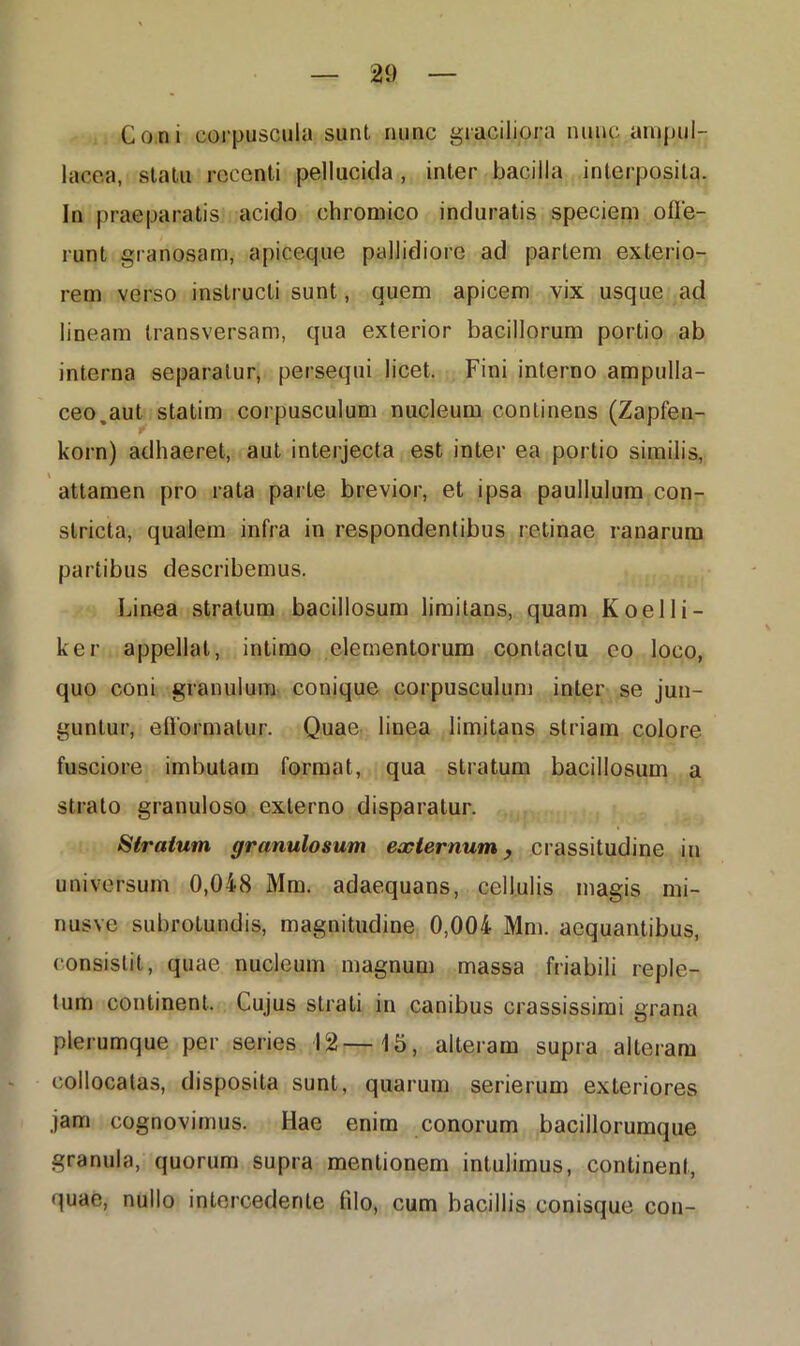 Coni corpuscula sunt nunc graciliora nunc ampul- lacea, statu rcccnti pellucida, inter bacilla interposita. In praeparatis acido chromico induratis speciem ofle- runt granosam, apiceque pallidiore ad partem exterio- rem verso instructi sunt, quem apicem vix usque ad lineam transversam, qua exterior bacillorum portio ab interna separatur, persequi licet. Fini interno ampulla- ceo,aut statim corpusculum nucleum continens (Zapfen- korn) adhaeret, aut interjecta est inter ea portio similis, attamen pro rata parte brevior, et ipsa paullulum con- stricta, qualem infra in respondentibus retinae ranarum partibus describemus. Linea stratum bacillosum limitans, quam Koelli- ker appellat, intimo elementorum contactu eo loco, quo coni granulum conique corpusculum inter se jun- guntur, eflormalur. Quae linea limitans striam colore fusciore imbutam format, qua stratum bacillosum a strato granuloso externo disparatur. Stratum granulosum externum y crassitudine in universum 0,048 Mm. adaequans, cellulis magis mi- nusve subrotundis, magnitudine 0,004 Mm. aequantibus, consistit, quae nucleum magnum massa friabili reple- tum continent. Cujus strati in canibus crassissimi grana plerumque per series 12—15, alteram supra alteram collocatas, disposita sunt, quarum serierum exteriores jam cognovimus. Hae enim conorum bacillorumque granula, quorum supra mentionem intulimus, continent, quae, nullo intercedente filo, cum bacillis conisque con-