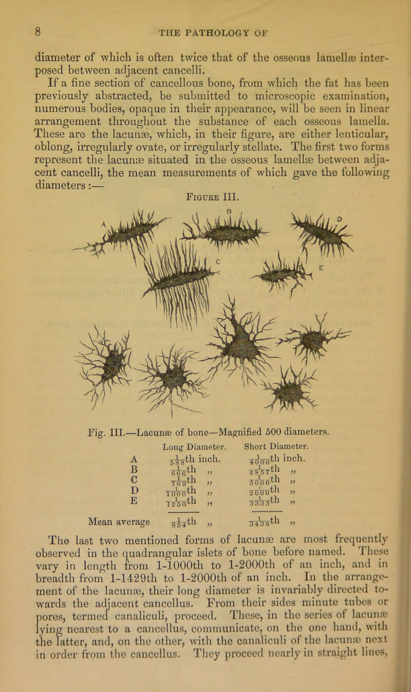diameter of which is often twice that of the osseous lamellaj inter- posed between adjacent cancelli. If a fine section of cancellous bone, from which the fat has been previously abstracted, be submitted to microscopic examination, numerous bodies, opaque in their appearance, will be seen in linear arrangement throughout the substance of each osseous lamella. These are the lacunae, which, in their figure, are either lenticular, oblong, irregularly ovate, or irregularly stellate. The first two forms represent the lacunae situated in the osseous lamellae between adja- cent cancelli, the mean measurements of which gave the following diameters:— Figure III. Fig. III.—Lacunae of bone—Magnified 500 diameters. A Long Diameter, inch. Short Diameter. 4000th inch. B 1 fh sB^rth „ C ffuVoth „ D 1 fh 5uWth » E 3shsth „ Mean average uiVgth „ The last two mentioned forms of lacunae are most frequently observed in the quadrangular islets of bone before named. These vary in length from 1-lOOOth to l-2000th of an inch, and in breadth from 1-1429th to l-2000th of an inch. ^ In the arrange- ment of the lacunas, their long diameter is invariably directed to- wards the adjacent cancellus. From their sides minute tubes or ])ores, termed canaliculi, proceed. These, in the series of lacunas lying nearest to a cancellus, communicate, on the one hand, with the latter, and, on the other, with the canaliculi of the lacunae next in order from the cancellus. They proceed nearly in straight lines. S