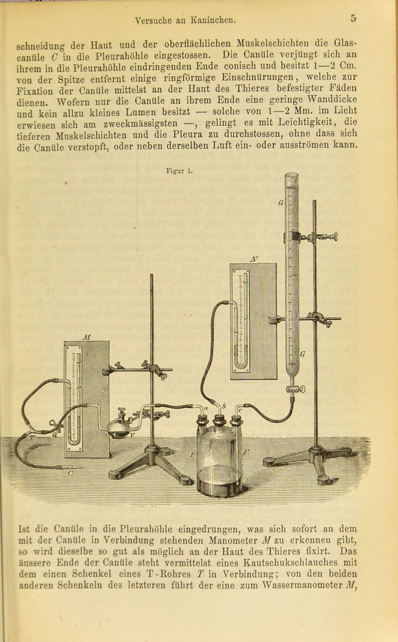 schneidung der Haut und der oberflächlichen Muskelschichten die Glas- canüle C in die Pleurahöhle eingestossen. Die Canüle verjüngt sich an ihrem in die Pleurahöhle eindringenden Ende conisch und besitzt 1—2 Cm. von der Spitze entfernt einige ringförmige Einschnürungen, welche zur Fixation der Canüle mittelst an der Haut des Thieres befestigter Fäden dienen. Wofern nur die Canüle an ihrem Ende eine geringe Wanddicke und kein allzu kleines Lumen besitzt — solche von 1—2 Mrn. ini Licht erwiesen sich am zweckmässigsten —, gelingt es mit Leichtigkeit, die tieferen Muskelschichten und die Pleura zu durchstossen, ohne dass sich die Canüle verstopft, oder neben derselben Luft ein- oder ausströmen kann. Ist die Canüle in die Pleurahöhle eingedrungen, was sich sofort an dem mit der Canüle in Verbindung stehenden Manometer M zu erkennen gibt, so wird dieselbe so gut als möglich an der Haut des Thieres fixirt. Das äussere Ende der Canüle steht vermittelst eines Kautschukschlauches mit dem einen Schenkel eines T-Rohres T in Verbindung; von den beiden anderen Schenkeln des letzteren führt der eine zum Wasserraanometer yl/.