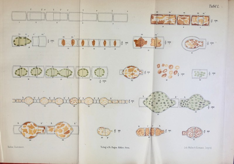 Tafel I. 1380 1 rp s \\ \ • \x' =£J f \\ iu- ,_A_ - =J Tklihr,Diatomeen. Lith Müller 8t Eisiuann, Leipzig.