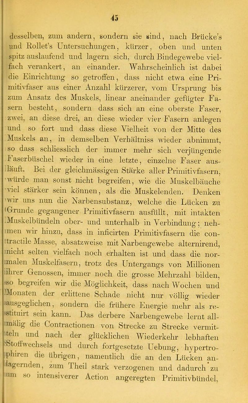 desselben, zum andern, sondern sie sind, nach Briicke’s und Kollet’s Untersuchungen, kürzer, oben und unten spitz auslaufend und lagern sich, durch Bindegewebe viel- fach verankert, an einander. Wahrscheinlich ist dabei die Einrichtung so getrotfen, dass nicht etwa eine Pri- mithdaser aus einer Anzahl kürzerer, vom Ursprung bis zum Ansatz des Muskels, linear aneinander gefügter Fa- sern besteht, sondern dass sich an eine oberste Faser, zAvei, an diese drei, an diese wieder vier Fasern anlegen und so fort und dass diese Vielheit von der Mitte des Muskels an, in demselben Verhältniss wieder ab nimmt, so dass schliesslich der immer mehr sich verjüngende Faserbüschel wieder in eine letzte, einzelne Faser aus- I läuft. Bei der gleichmässigen Stärke aller Primitivfasern, ’vdü-de man sonst nicht begreifen, wie die Muskelbäuche ■viel stärker sein können, als die Muskelenden. Denken ’wr ims nun die Narbensubstanz, welche die Lücken zu • Grunde gegangener Primitivfasern ausfüllt, mit intakten .Muskelbündeln ober- und unterhalb in Verbindung 5 neh- men vor hinzu, dass in inficirten Primitivfasern die con- üractile Masse, absatzweise mit Narbengewebe alternirend, :nicht selten vielfach noch erhalten ist imd dass die nor- malen Muskellasern, trotz des Untergangs von Millionen iihrer Genossen, immer noch die grosse Mehrzahl bilden, .so begreifen wir die Möglichkeit, dass nach Wochen und Monaten der erlittene Schade nicht nur völlig wieder 'ausgeglichen, sondern die frühere Energie mehr als re- 'Stituhi; sein kann. Das derbere Narbengewebe lernt all- mähg die Contractionen von Strecke zu Strecke vermit- teln und nach der glücklichen Wiederkehr lebhaften 'Stoffwechsels und durch fortgesetzte Uebung, hypertro- phiren die übrigen, namentlich die an den Lücken an- lagernden, zum rheil stark verzogenen und dadurch zu Lim so intensiverer Action angeregten Primitivbüiidel,