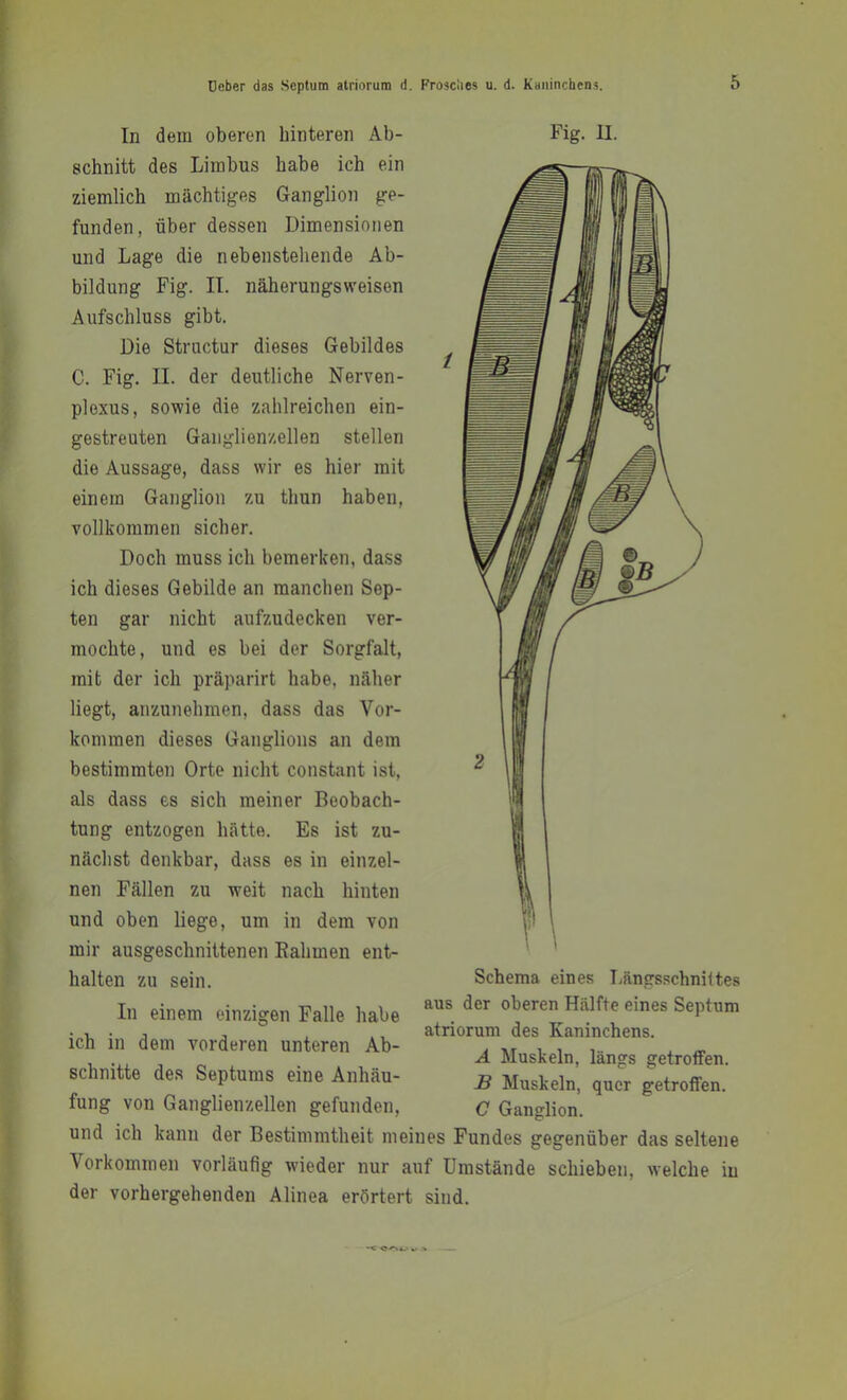 Fig. 11. In dem oberen hinteren Ab- schnitt des Lirabus habe ich ein ziemlich mächtiges Ganglion ge- funden, über dessen Dimensionen und Lage die nebenstehende Ab- bildung Fig. II. näherungsweisen Aufschluss gibt. Die Structur dieses Gebildes C. Fig. II. der deutliche Nerven- plexus, sowie die zahlreichen ein- gestreuten Ganglienzellen stellen die Aussage, dass wir es hier mit einem Ganglion zu thun haben, vollkommen sicher. Doch muss ich bemerken, dass ich dieses Gebilde an manchen Sep- ten gar nicht aufzudecken ver- mochte, und es bei der Sorgfalt, mit der ich präparirt habe, näher liegt, anzunehmen, dass das Vor- kommen dieses Ganglions an dem bestimmten Orte nicht constant ist, als dass es sich meiner Beobach- tung entzogen hätte. Es ist zu- nächst denkbar, dass es in einzel- nen Fällen zu weit nach hinten und oben liege, um in dem von mir ausgeschnittenen Rahmen ent- halten zu sein. In einem einzigen Falle habe ich in dem vorderen unteren Ab- schnitte des Septums eine Anhäu- fung von Ganglienzellen gefunden. Schema eines Längsschnittes aus der oberen Hälfte eines Septum atriorum des Kaninchens. A Muskeln, längs getroffen. B Muskeln, quer getroffen. C Ganglion. und ich kann der Bestimmtheit meines Fundes gegenüber das seltene Vorkommen vorläufig wieder nur auf Umstände schieben, welche in der vorhergehenden Alinea erörtert sind.