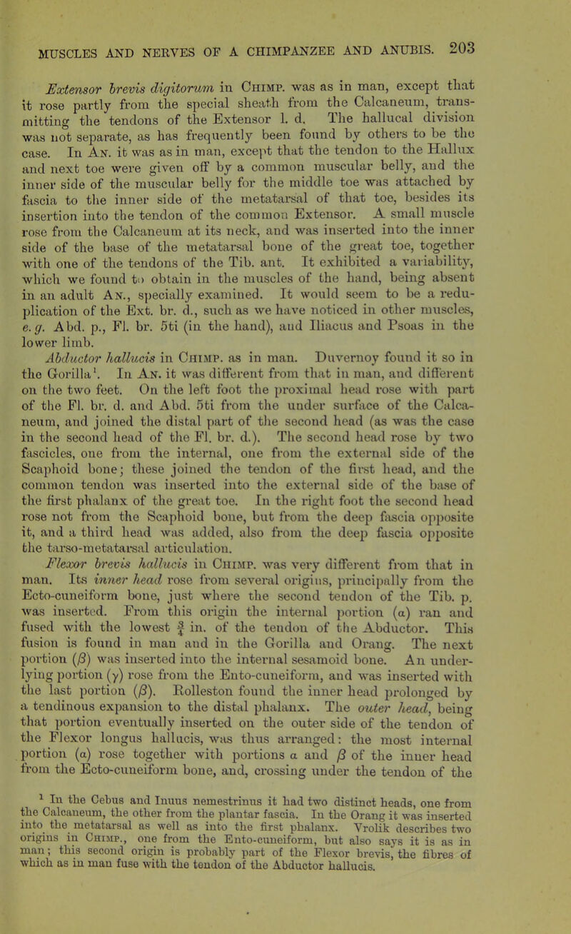Extensor hrevis digitorum in Chimp, was as in man, except that it rose partly from the special sheath from the Calcanenm, trans- mitting the tendons of the Extensor 1. d. The hallucal division was not separate, as has frequently been found by others to be the case. In An. it was as in man, except that the tendon to the Hallux and next toe were given off by a common muscular belly, and the inner side of the musculai' belly for the middle toe was attached by fascia to the inner side of the metatarsal of that toe, besides its insertion into the tendon of the common Extensor. A small muscle rose from the Calcaneuin at its neck, and was inserted into the inner side of the base of the nietatai’sal bone of the great toe, together with one of the tendons of the Tib. ant. It exhibited a variability, which we found to obtain in the muscles of the hand, being absent in an adult An., specially examined. It would seem to be a redu- plication of the Ext. br. d., such as we have noticed in other muscles, e.g. Abd. p., FI. br. 5ti (in the hand), and Iliacus and Psoas in the lower limb. Abductor hallucis in Chimp, as in man. Duvernoy found it so in the Gorilla*. In An. it was different from that in man, and diflerent on the two feet. On the left foot the proximal head i*ose with part of the FI. br. d. and Abd. 5ti from the under surface of the Calca- neum, and joined the distal part of the second head (as was the case in the .second head of the FI. br. d.). The second head rose by two fascicles, one from the internal, one from the external side of the Scaphoid bone; these joined the tendon of the first head, and the common tendon was inserted into the external side of the biuse of the first phalanx of the great toe. In the right foot the second head rose not from the Scaphoid bone, but from the deep fascia opposite it, and a third head was added, also from the deep fascia opposite the tarso-metatai’sal articulation. Flexor brevis hallucis in Chimp, was very different from that in man. Its inner head rose from several origins, principally from the Ecto-cuneiform bone, just where the .second tendon of the Tib. p. was inserted. From this origin the internal portion (a) ran and fused with the lowest | in. of the tendon of the Abductor. Thi.s fusion is found in man and in the Gorilla and Orang. The next portion was inserted into the internal sesamoid bone. An under- lying portion (y) rose from the Euto-cuneiform, and was inserted with the last portion (/8). Rolleston found the inner head prolonged by a tendinous exiiansion to the distal phalanx. The outer head, being that portion eventually inserted on the outer side of the tendon of the Flexor longus hallucis, was thus arranged: the most internal portion (a) rose together with portions a and /3 of the inner head Irom the Ecto-cuneiform bone, and, crossing under the tendon of the ^ lu tlie Cebus and Imius nemestrimis it had two distinct heads, one from the Calcanenm, the other from the plantar fascia. In the Orang it was inserted into the metatarsal as well as into the first phalanx. Vrolik describes two origins in Chimp., one from the Ento-cuneiform, but also says it is as in man; this second origin is probably part of the Flexor brevis, the fibres of which as in man fuse with the tendon of the Abductor hallucis.