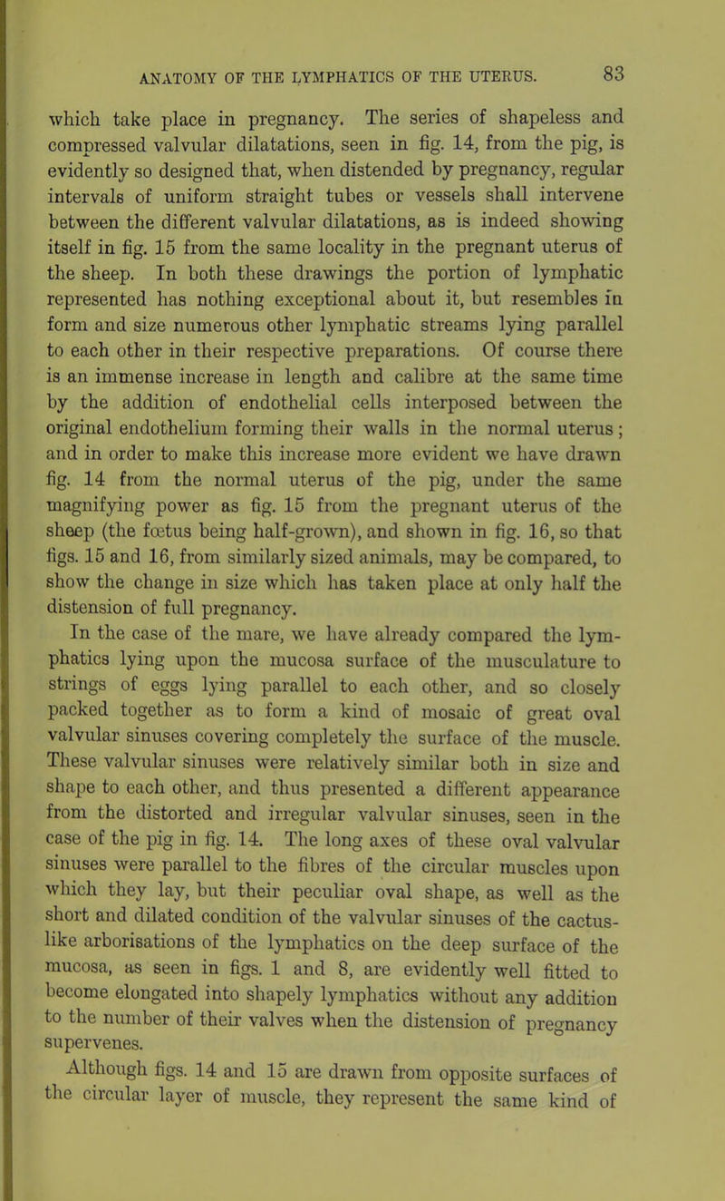 which take place in pregnancy. The series of shapeless and compressed valvular dilatations, seen in fig. 14, from the pig, is evidently so designed that, when distended by pregnancy, regular intervals of uniform straight tubes or vessels shall intervene between the different valvular dilatations, as is indeed showing itself in fig. 15 from the same locality in the pregnant uterus of the sheep. In both these drawings the portion of lymphatic represented has nothing exceptional about it, but resembles in form and size numerous other lymphatic streams lying parallel to each other in their respective preparations. Of course there is an immense increase in length and calibre at the same time by the addition of endothelial cells interposed between the original endothelium forming their walls in the normal uterus; and in order to make this increase more evident we have drawn fig. 14 from the normal uterus of the pig, under the same magnifying power as fig. 15 from the pregnant uterus of the sheep (the foetus being half-grown), and shown in fig. 16, so that figs. 15 and 16, from similarly sized animals, may be compared, to show the change in size which has taken place at only half the distension of full pregnancy. In the case of the mare, we have already compared the lym- phatics lying upon the mucosa surface of the musculature to strings of eggs lying parallel to each other, and so closely packed together as to form a kind of mosaic of great oval valvular sinuses covering completely the surface of the muscle. These valvular sinuses were relatively similar both in size and shape to each other, and thus presented a different appearance from the distorted and irregular valvular sinuses, seen in the case of the pig in fig. 14. The long axes of these oval valvular sinuses were parallel to the fibres of the circular muscles upon which they lay, but their peculiar oval shape, as well as the short and dilated condition of the valvular sinuses of the cactus- like arborisations of the lymphatics on the deep surface of the mucosa, as seen in figs. 1 and 8, are evidently well fitted to become elongated into shapely lymphatics without any addition to the number of their valves when the distension of pregnancy supervenes. Although figs. 14 and 15 are drawn from opposite surfaces of the circular layer of muscle, they represent the same kind of
