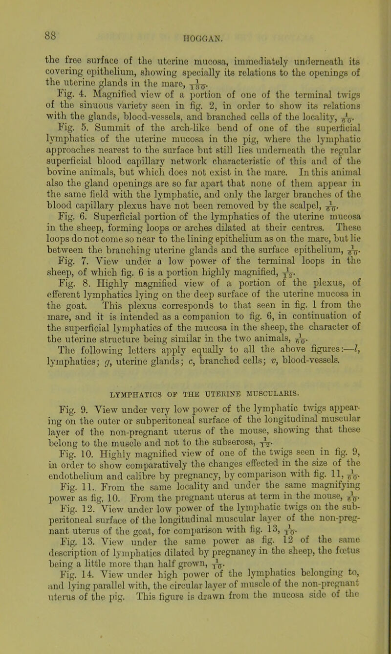 11000 AN. the tree surface of the uterine mucosa, immediately underneatli its covering epithelium, showing specially its relations to the openings of the uterine glands in the mare, Fig. 4-. Magnified view of a portion of one of the terminal twigs of the sinuous variety seen in fig. 2, in order to show its relations with the glands, blood-vessels, and branched cells of the locality, ^ Fig. 5. Summit of the arch-like bend of one of the superficial lymphatics of the uterine mucosa in the pig, where the lymphatic approaches nearest to the surface but still lies underneath the regular superficial blood capillary network characteristic of this and of the bovine animals, but which does not exist in the mare. In this animal also the gland openings are so far apart that none of them appear in the same field with the lymphatic, and only the larger branches of the blood capillary plexus have not been removed by the scalpel, Fig. 6. Superficial portion of the lymphatics of the uterine mucosa in the sheep, forming loops or arches dilated at their centres. These loops do not come so near to the lining epithelium as on the mare, but lie between the branching uterine glands and the surface epithelium, Fig. 7. View under a low power of the terminal loops in the sheep, of which fig. 6 is a portion highly magnified, Fig. 8. Highly magnified view of a portion of the plexus, of efferent lymphatics lying on the deep surface of the uterine mucosa in the goat. This plexus corresponds to that seen in fig. 1 from the mare, and it is intended as a companion to fig. 6, in continuation of the superficial lymphatics of the mucosa in the sheep, the character of the uterine structure being similar in the two animals, The following letters apply equally to all the above figures:—l, lymphatics; g, uterine glands; c, branched cells; v, blood-vessels. LYMPHATICS OF THE UTERINE MUSCULARIS. Fig. 9. View under very low power of the lymphatic twigs appear- ing on the outer or subperitoneal surface of the longitudinal muscular layer of the non-pregnant uterus of the mouse, showing that these belong to the muscle and not to the subserosa, Fig. 10. Highly magnified view of one of the twigs seen in fig. 9, in order to show comparatively the changes effected in the size of the endothelium and calibre by pregnancy, by comparison with fig. 11, Fig. 11.. From the same locality and under the same magnifying power as fig, 10. From the pregnant uterus at term in the mouse, Fig. 12. View under low power of the lymphatic twigs on the sub- peritoneal surface of the longitudinal muscular layer of the non-preg- nant uterus of the goat, for comparison with fig. 13, T\p Fig. 13. View under the same power as fig. 12 of the same description of lymphatics dilated by pregnancy in the sheep, the foetus being a little more than half grown, T\y. Fig. 14. View under high power of the lymphatics belonging to, and lying parallel with, the circular layer of muscle of the non-pregnant uterus of the pig. This figure is drawn from the mucosa side of the