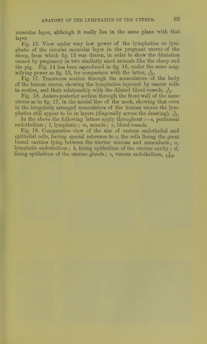 muscular layer, although it really lies in the same plane with that layer. Fig. 15. View under very low power of the lymphatics or lym- phatic of the circular muscular layer in the pregnant uterus of the sheep, from which fig. 13 was drawn, in order to show the dilatation caused by pregnancy in two similarly sized animals like the sheep and the pig. Fig. 14 has been reproduced in fig. 16, under the same mag- nifying power as fig. 15, for comparison with the latter, y1^. Fig. 17. Transverse section through the musculature of the body of the human uterus, showing the lymphatics injected by cancer cells in section, and their relationship with the dilated blood-vessels, yy. Fig. 18. Antero-posterior section through the front wall of the same uterus as in fig. 17, in the mesial line of the neck, showing that even in the irregularly arranged musculature of the human uterus the lym- phatics still appear to be in layers (diagonally across the drawing), TV In the above the following letters apply throughout:—e, peritoneal endothelium ; l, lymphatic; m, muscle ; v, blood-vessels. Fig. 19. Comparative view of the size of various endothelial and epithelial cells, having special reference to c, the cells lining the great bursal cavities lying between the uterine mucosa and muscularis; a, lymphatic endothelium; b, lining epithelium of the uterine cavity ; d, lining epithelium of the uterine glands; e, venous endothelium, T t_.