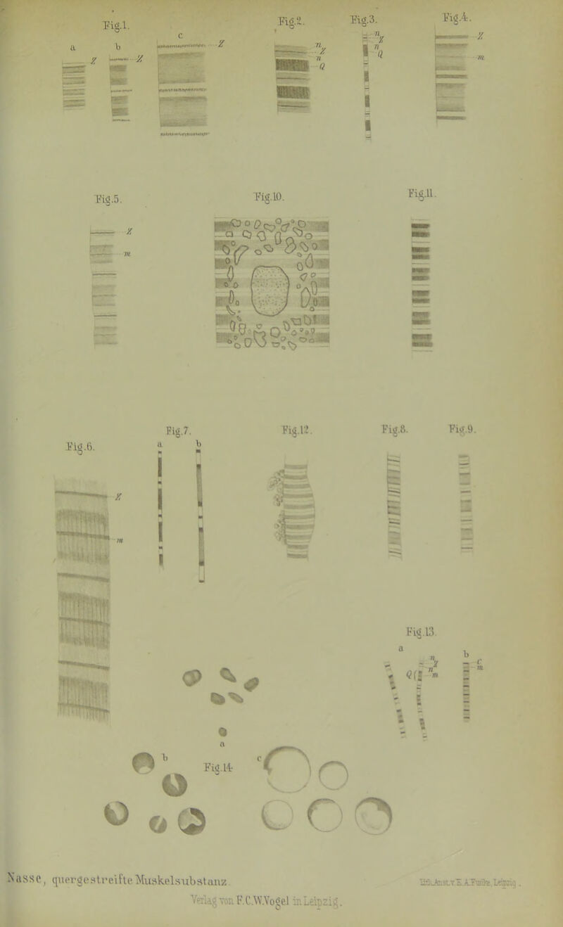 iwwwwmwmr ä 9 i Fig.5. x Tie'. 10. Fi£ll. Tig.6. Fig.7. CP Tig.12. ^ h FiiJ.14- o oO Tig.8. Pig.9. Fig.13. <>(P» O o O O O b — l' m m t Nasse, quergestreifteMuskelsubfttfmz. Verlag von F.C.W.Yogel in Leipzi i. lifiutoat.T.'E ATTiite.tTOäg.