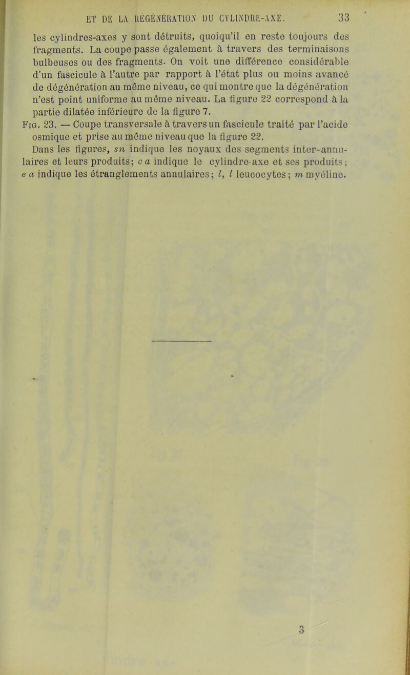 les cylindres-axes y sont détruits, quoiqu’il en reste toujours des fragments. La coupe passe également à travers des terminaisons bulbeuses ou des fragments. On voit une difTérence considérable d’un fascicule à l’autre par rapport à l’état plus ou moins avancé de dégénération au môme niveau, ce qui montre que la dégénéi*ation n’est point uniforme au môme niveau. La ligure 22 correspond à la partie dilatée inférieure de la ligure 7. Fig. 23. — Coupe transversale à travers un fascicule traité par l’acide osmique et prise au môme niveau que la figure 22. Dans les ligures, sn indique les noyaux dos segments inter-annu- laires et leurs produits; ca indique le cylindre-axe et ses produits; e a indique les étranglements annulaires; l, l leucocytes ; m myéline. O O