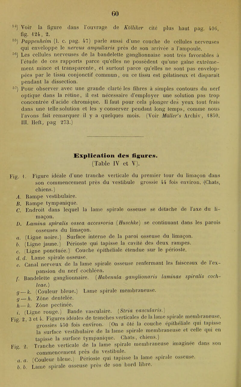 GO Voir la figure dans l'ouvrage de Külliker cité plus haut pag. 40C, fig. -124, 2. Pappenheim (1. c. pag. 47) parle aussi d’une couche de cellules nerveuses qui enveloppe le nerviis ampuUaris près de son arrivée a l’ampoule. Les cellules nerveuses de la bandelette ganglionnaiae sont très favorables à l’étude de ces ra^iports parce qu’elles ne possèdent qu’une gaine extrême- ment mince et transparente, et surtout parce qu’elles ne sont pas envelop- pées par le tissu conjonctif commun, ou ce tissu est gélatineux et disparait pendant la dissection. Pour observer avec une grande clarté les fibres à simples contours du nerf optique dans la rétine, il est nécessaire d’employer une solution pas trop concenti’ée d’acide chromique. 11 faut pour cela plonger des yeux tout frais dans une telle solution et les y conserver pendant long temps, comme nous l’avons fait remarquer il y a quelques mois. (Voir Millier’s Archiv, 18b0, III. Heft, pag 273.) Explication des figures. (Table IV et V). Fig. 1. Figure idéale d’une tranche verticale du premier tour du limaçon dans son commencement près du vestibule grossie 44 fois environ. (Chats, chiens. ) A. Rampe vestibulaire. B. Rampe tympanique. C. Endroit dans lequel la lame spirale osseuse se détache de l’axe du li- maçon. D. Lamina spiralis ossea accessoria [Huschke] se continuant dans les parois osseuses du limaçon. a. (Ligne noire.) Surface interne de la paroi osseuse du limaçon. b. (Ligne jaune.) Périoste qui tapisse la cavité des deux rampes. c. (Ligne ponctuée.) Couche épithéliale étendue sur le périoste. d. d. Lame spirale osseuse. e. Canal nerveux de la lame spirale osseuse renfermant les faisceaux de l’ex- pansion du nerf cochléen. f. Bandelette ganglionnaire. {HabemUa gangiionaris laminae spiralis cocli- leae.) g — k. (Couleur bleue.) Lame spirale membraneuse. g — h. Zone dentelée. fl—/c. Zone peclinée. i. (Ligne rouge.) Bande vasculaire. [Stria vascularis.) Fi. 2, a'et 4. Figures idéales de tranches verticales de la lame spirale membraneuse, ° crossies 430 fois environ. (On a ôté la couche épithéliale qui tapisse fa surface vestibulaire de la lame spirale membraneuse et celle qui en tapisse la surface tympanique. Chats, chiens.) Fi. 2. Tranche verticale de la lame spirale membraneuse imaginée dans sou commencement près du vestibule. a. a. (Couleur bleue.) Périoste qui tai)isse la lame si)irale osseuse. b. b. Lame spirale osseuse près de son bord libre.