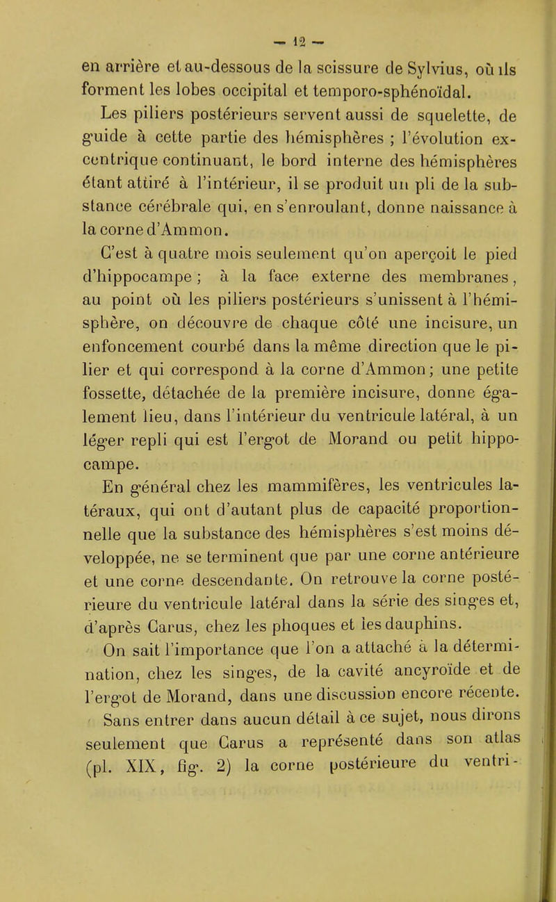 en arrière et au-dessous de la scissure cle Sylvius, où ils forment les lobes occipital et temporo-sphénoïdal. Les piliers postérieurs servent aussi de squelette, de guide à cette partie des hémisphères ; l’évolution ex- centrique continuant, le bord interne des hémisphères étant attiré à l’intérieur, il se produit un pli de la sub- stance cérébrale qui, en s’enroulant, donne naissance à la corne d’Ammon. C’est à quatre mois seulement qu’on aperçoit le pied d’hippocampe ; à la face externe des membranes, au point où les piliers postérieurs s’unissent à l’hémi- sphère, on découvre de chaque côté une incisure, un enfoncement courbé dans la même direction que le pi- lier et qui correspond à la corne d’Ammon; une petite fossette, détachée de la première incisure, donne éga- lement lieu, dans l’intérieur du ventricule latéral, à un léger repli qui est l’ergot de Morand ou petit hippo- campe. En général chez les mammifères, les ventricules la- téraux, qui ont d’autant plus de capacité proportion- nelle que la substance des hémisphères s’est moins dé- veloppée, ne se terminent que par une corne antérieure et une corne descendante. On retrouve la corne posté- rieure du ventricule latéral dans la série des singes et, d’après Carus, chez les phoques et les dauphins. On sait l’importance que l’on a attaché à la détermi- nation, chez les singes, de la cavité ancyroide et de l’ergot de Morand, dans une discussion encore récente. Sans entrer dans aucun détail à ce sujet, nous dirons seulement que Carus a représenté dans son atlas (pl. XIX, fîg. 2) la corne postérieure du ventri-