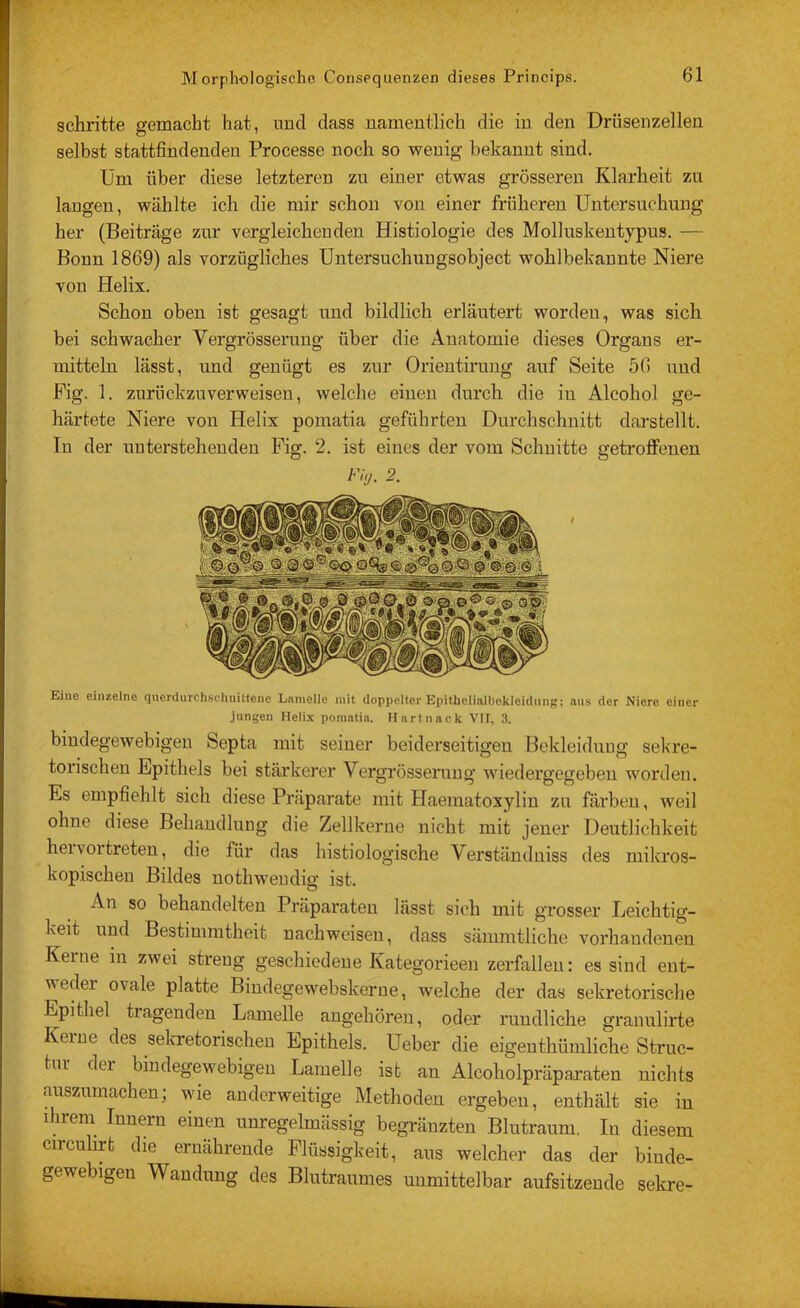 schritte gemacht hat, imcl dass namentlich die in den Drüsenzellen selbst stattfindenden Processe noch so wenig bekannt sind. Um über diese letzteren zu einer etwas grösseren Klarheit zu laugen, wählte ich die mir schon von einer früheren Untersuchung her (Beiträge zur vergleichenden Histiologie des Molluskentypus. — Bonn 1869) als vorzügliches üntersuchuugsobject wohlbekannte Niere von Helix. Schon oben ist gesagt und bildlich erläutert worden, was sich bei schwacher Vergrösserung über die Anatomie dieses Organs er- mitteln lässt, und genügt es zur Orientirung auf Seite 56 und Fig. 1. zurückzuverweisen, welche einen durch die in Alcohol ge- härtete Niere von Helix pomatia geführten Durchschnitt darstellt. In der uutez'stehenden Fig. 2. ist eines der vom Sclmitte getroffenen Fi,j. 2. Eine einzelne querdurchschniUene Lamelle mit doppelter Epithelialbckleidnng; ans der Niere einer jungen Helix pomatia. Ilartnack VU, 3. bindegewebigen Septa mit seiner beiderseitigen Bekleidung sekre- torischen Epithels bei stärkerer Vergrösseniug wiedergegeben worden. Es empfiehlt sich diese Präparate mit Haematoxylin zu färben, weil ohne diese Behandlung die Zellkerne nicht mit jener Deutlichkeit hei voi treten, die für das histiologische Verständuiss des mikros- kopischen Bildes nothweudig ist. An so behandelten Präparaten lässt sich mit grosser Leichtig- keit und Bestimmtheit nachweisen, dass sämmtlicho vorhandenen Kerne in zwei streng geschiedene Kategorieen zerfallen: es sind ent- weder ovale platte Bindegewebskerne, welche der das sekretorische Epithel tragenden Lamelle angehören, oder rundliche granulirte Kerne des sekretorischen Epithels. Ueber die eigeuthümliche Struc- tur dei bindegewebigen Lamelle ist an Alcoholpräpai’aten nichts auszumachen; wie anderweitige Methoden ergeben, enthält sie in ihreni Innern einen unregelmässig begränzten Blutrauni. In diesem circuhrt die ernährende Flüssigkeit, aus welcher das der binde- gewebigen Wandung des Blutranmes unmittelbar aufsitzende sekre-