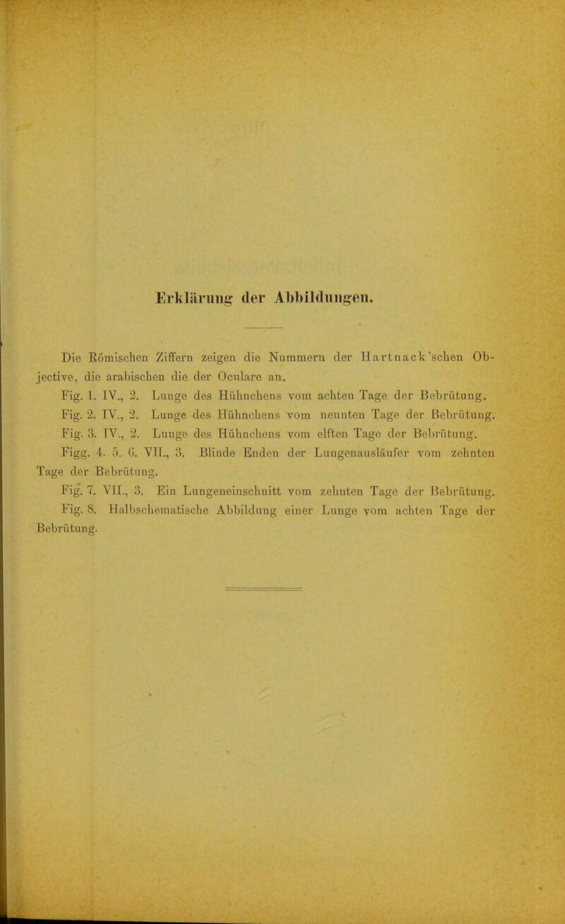 Erkläruiia: der AM)ildung:eii. Die Römischen Ziffern zeigen die Nummern der Hartnack’schen Ob- jective, die arabischen die der Oculare an. Fig. 1. IV., 2. Lunge des Hühnchens vom achten Tage der Bebrütung. Fig. 2. IV., 2. Lunge des Plühncliens vom neunten Tage der Bebrütung. Fig. 3. IV., 2. Lunge des Hühnchens vom elften Tage der Bebrütung. Figg. 4. ö. G. VIL, 3. Blinde Enden der Lungenausläufer vom zehnten Tage der Bebrütung. Fig. 7. VIL, 3. Ein Lungeneinschnitt vom zehnten Tage der Bebrütung. Fig. 8. Halbschematische Abbildung einer Lunge vom achten Tage der Bebrütung.