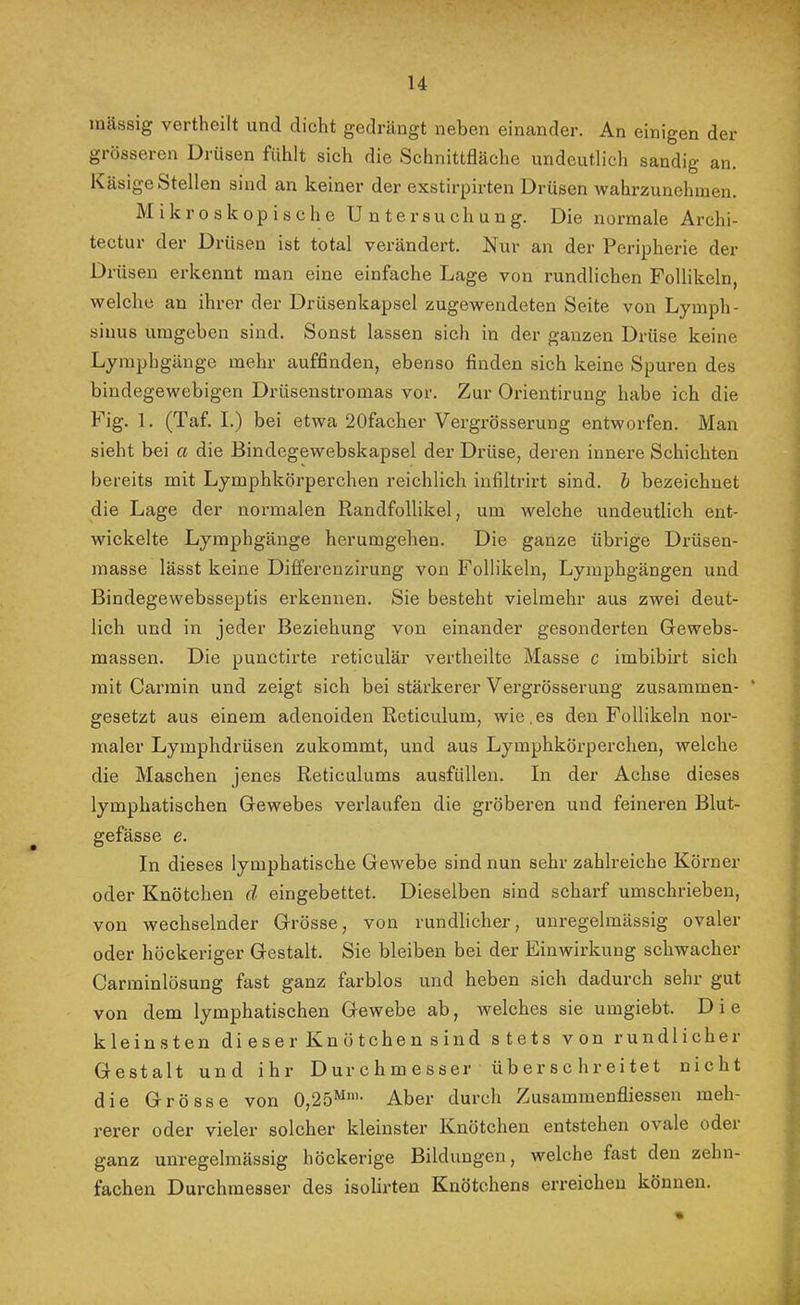 u inässig vertheilt und dicht gedrängt neben einander. An einigen der grösseren Drüsen fühlt sich die Schnittfläche undeutlicli sandig an. Käsige Stellen sind an keiner der exstirpirten Drüsen wahrzunehmen. Mikroskopische U n t e r s u c h u n g. Die normale Archi- tectur der Drüsen ist total verändert. JSlur an der Peripherie der Drüsen erkennt man eine einfache Lage von rundlichen Follikeln welche an ihrer der Drüsenkapsel zugewendeten Seite von Lymph- sinus umgeben sind. Sonst lassen sich in der ganzen Drüse keine Lymphgänge mehr auffinden, ebenso finden sich keine Spuren des bindegewebigen Drüsenstromas vor. Zur Orientirung habe ich die Fig. 1. (Taf. I.) bei etwa 20facher Vergi’össerung entworfen. Man sieht bei a die Bindegewebskapsel der Drüse, deren innere Schichten bereits mit Lymphkörperchen reichlich infiltrirt sind, h bezeichnet die Lage der normalen Randfollikel, um welche undeutlich ent- wickelte Lymphgänge herumgehen. Die ganze übrige Drüsen- masse lässt keine Differenzirung von Follikeln, Lymphgängen und Bindegewebsseptis erkennen. Sie besteht vielmehr aus zwei deut- lich und in jeder Beziehung von einander gesonderten Gewebs- massen. Die punctirte reticulär vertheilte Masse c imbibirt sich mit Carmin und zeigt sich bei stärkerer Vergrösserung zusammen- * gesetzt aus einem adenoiden Reticulum, wie.es den Follikeln nor- maler Lymphdrüsen zukommt, und aus Lymphkörperchen, welche die Maschen jenes Reticulums ausfüllen. In der Achse dieses lymphatischen Gewebes verlaufen die gröberen und feineren Blut- gefässe e. In dieses lymphatische Gewebe sind nun sehr zahlreiche Körner oder Knötchen ä eingebettet. Dieselben sind scharf umschrieben, von wechselnder Grösse, von rundlicher, unregelmässig ovaler oder höckeriger Gestalt. Sie bleiben bei der Einwirkung schwacher Carminlösung fast ganz farblos und heben sich dadurch sehr gut von dem lymphatischen Gewebe ab, welches sie umgiebt. Die kleinsten di e s e r Kn ö tche n s ind stets von rundlicher Gestalt und ihr Durchmesser über sc breitet nicht die Grösse von 0,25^^'’ Aber durch Zusammenfliessen meh- rerer oder vieler solcher kleinster Knötchen entstehen ovale oder ganz unregelmässig höckerige Bildungen, welche fast den zehn- fachen Durchmesser des isolirten Knötchens erreichen können. %