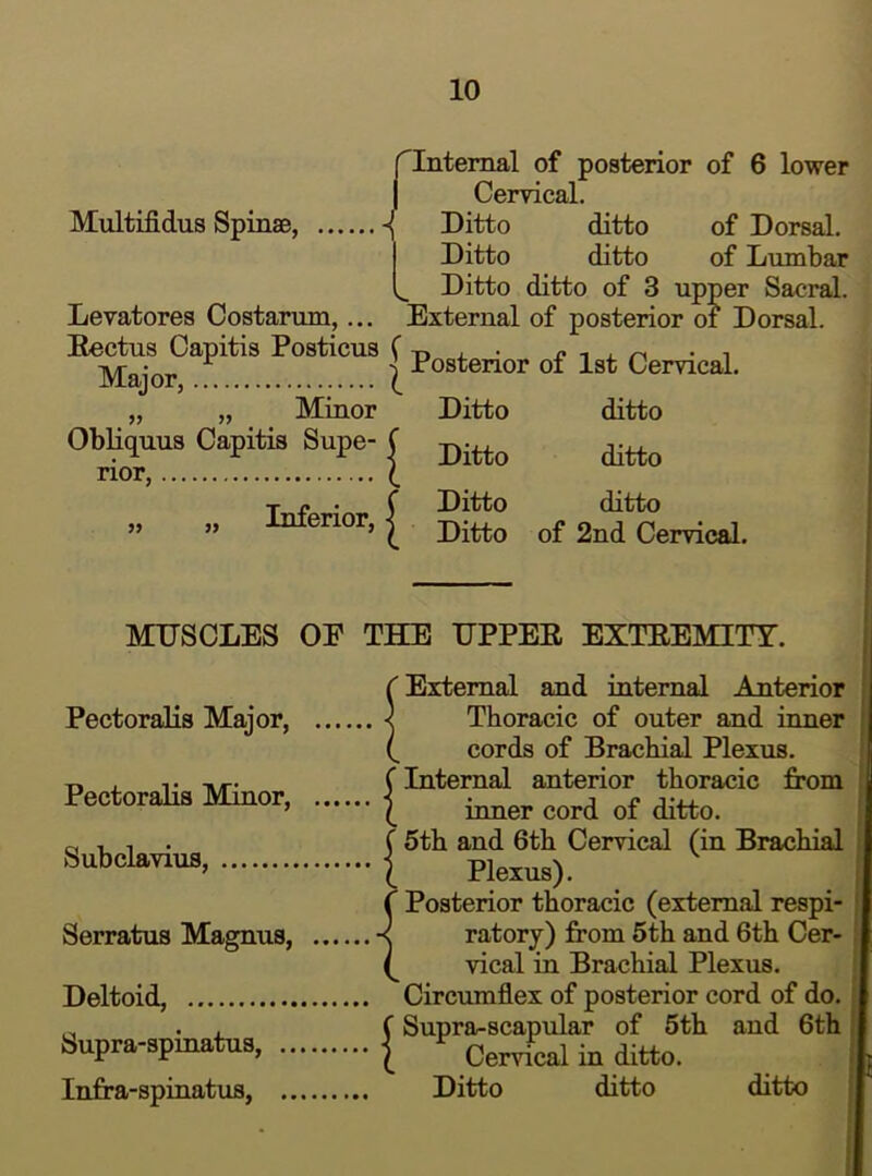 Multifidus Spinae, rintemal of posterior of 6 lower I Cervical. Ditto ditto of Dorsal. Ditto ditto of Lumbar Ditto ditto of 3 upper Sacral. Levatores Costarum,... External of posterior of Dorsal. Eectus Capitis Posticus C j. • x* i j. i Major ^ ^ irostenor oi 1st CorvicaL „ „ Minor Ditto ditto Obliquus Capitis Supe- rior, Inferior, Ditto ditto Ditto ditto Ditto of 2nd Cervical. MUSCLES OE THE UPPEE EXTEEMITY. Pectoralis Major, Pectoralis Minor, Subclavius, Serratus Magnus, Deltoid, Supra-spinatus, .. Infra-spinatus, .. S External and internal Anterior Thoracic of outer and inner cords of Brachial Plexus. C Internal anterior thoracic from \ inner cord of ditto. ( 5th and 6th Cervical (in Brachial ( Plexus). f Posterior thoracic (external respi- -< ratory) from 5th and 6th Cer- vical in Brachial Plexus. Circumflex of posterior cord of do. C Supra-scapular of 5th and 6th I Cervical in ditto. Ditto ditto ditto