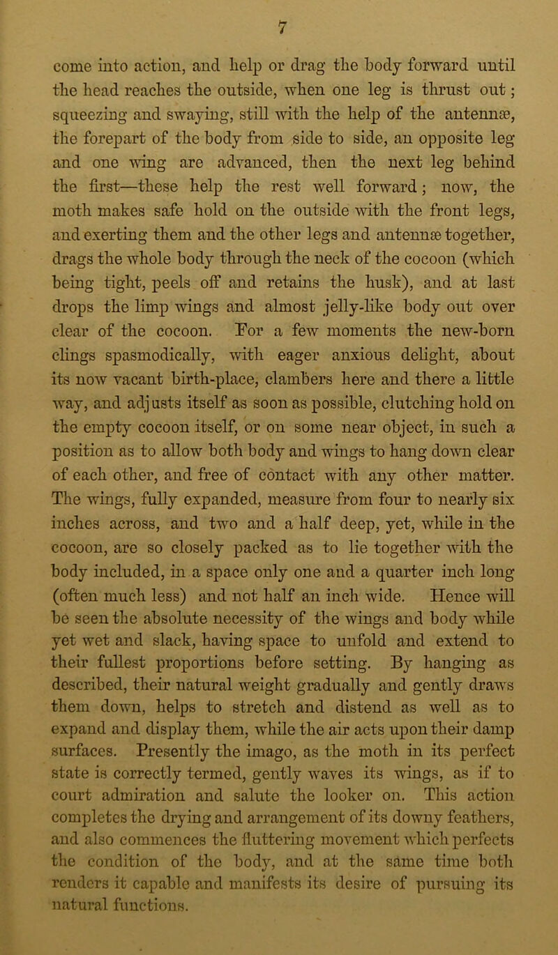 come into action, and help or drag the body forward until the head reaches the outside, when one leg is thrust out; squeezing and swaying, still with the help of the antennae, the forepart of the body from side to side, an opposite leg and one Aving are advanced, then the next leg behind the first—these help the rest well forward; now, the moth makes safe hold on the outside with the front legs, and exerting them and the other legs and antennae together, drags the whole body through the neck of the cocoon (which being tight, jeeels off and retains the husk), and at last drops the limp wings and almost jelly-like body out over clear of the cocoon. Por a few moments the new-born clings spasmodically, with eager anxious delight, about its now vacant birth-place, clambers here and there a little way, and adjusts itself as soon as possible, clutching hold on the empty cocoon itself, or on some near object, in such a position as to allow both body and wings to hang down clear of each other, and free of contact with any other matter. The wings, fully expanded, measure from four to nearly six indies across, and two and a half deep, yet, while in the cocoon, are so closely packed as to lie together with the body included, in a space only one and a quarter inch long (often much less) and not half an inch wide. Hence will be seen the absolute necessity of the wings and body while yet wet and slack, having space to unfold and extend to their fullest proportions before setting. By hanging as described, their natural weight gradually and gently draws them dovTi, helps to stretch and distend as well as to expand and display them, while the air acts upon their damp surfaces. Presently the imago, as the moth in its perfect state is correctly termed, gently waves its wings, as if to court admiration and salute the looker on. This action completes the drying and arrangement of its downy feathers, and also commences the fluttering movement which perfects the condition of the body, and at the silme time botli renders it capable and manifests its desire of pursuing its natural functions.