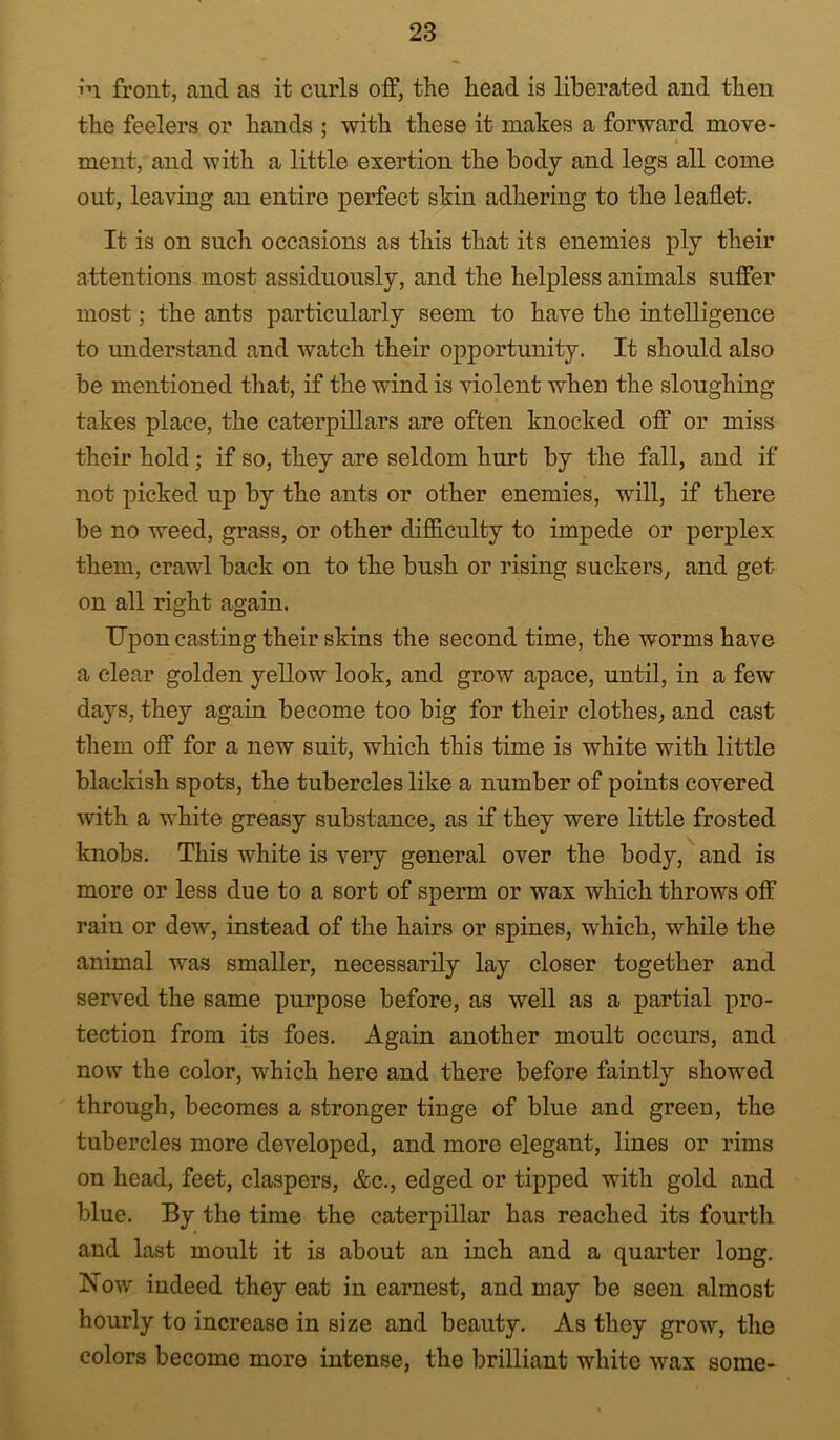 in front, and as it curls off, the head is liberated and then the feelers or hands ; with these it makes a forward move- ment, and with a little exertion the body and legs all come out, leaving an entire perfect skin adhering to the leaflet. It is on such occasions as this that its enemies ply their attentions most assiduously, and the helpless animals suffer most; the ants particularly seem to have the intelligence to understand and watch their opportunity. It should also be mentioned that, if the wind is violent when the sloughing takes place, the caterpillars are often knocked off or miss their hold; if so, they are seldom hurt by the fall, and if not picked up by the ants or other enemies, will, if there be no weed, grass, or other difficulty to impede or perplex them, crawl back on to the bush or rising suckers, and get on all right again. Upon casting their skins the second time, the worms have a clear golden yellow look, and grow apace, until, in a few days, they again become too big for their clothes, and cast them off for a new suit, which this time is white with little blackish spots, the tubercles like a number of points covered with a white greasy substance, as if they were little frosted knobs. This white is very general over the body, and is more or less due to a sort of sperm or wax which throws off rain or dew, instead of the hairs or spines, which, while the animal was smaller, necessarily lay closer together and served the same purpose before, as well as a partial pro- tection from its foes. Again another moult occurs, and now the color, which here and there before faintly showed through, becomes a stronger tinge of blue and green, the tubercles more developed, and more elegant, lines or rims on head, feet, claspers, &c., edged or tipped with gold and blue. By the time the caterpillar has reached its fourth and last moult it is about an inch and a quarter long. Now indeed they eat in earnest, and may be seen almost hourly to increase in size and beauty. As they grow, the colors become more intense, the brilliant white wax some-
