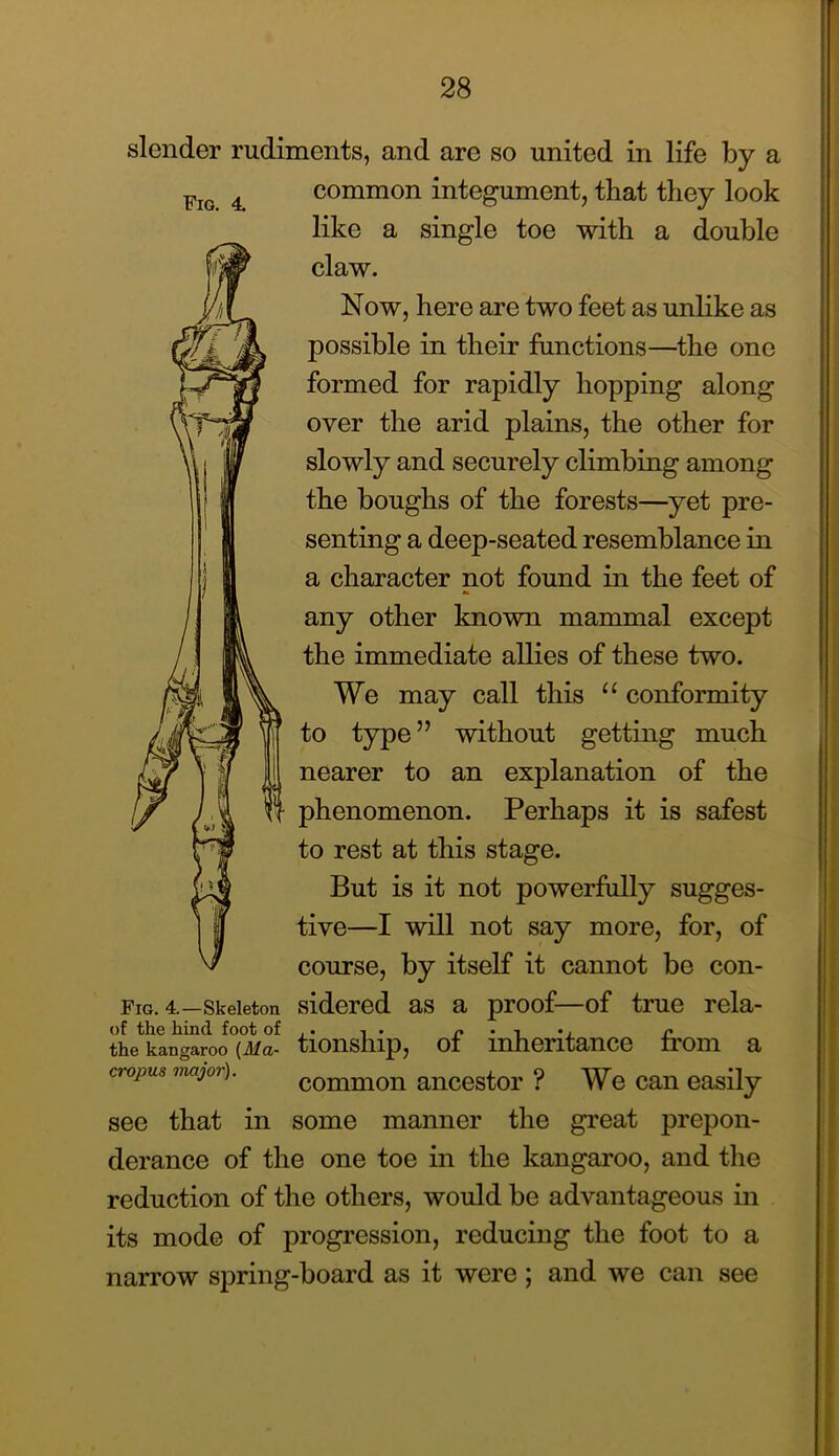 slender rudiments, and are so united in life by a common integument, that they look like a single toe with a double claw. Now, here are two feet as unlike as possible in their functions—the one formed for rapidly hopping along over the arid plains, the other for slowly and securely climbing among the boughs of the forests—yet pre- senting a deep-seated resemblance in a character not found in the feet of any other known mammal except the immediate allies of these two. We may call this conformity to type” without getting much nearer to an explanation of the phenomenon. Perhaps it is safest to rest at this stage. But is it not powerfully sugges- tive—I will not say more, for, of course, by itself it cannot be con- Fig. 4.—Skeleton sidcred as a proof—of true rela- the kangaroo (Jfa- tiouship, ot inheritance trom a cropus major). common anccstor ? We can easily see that in some manner the great prepon- derance of the one toe in the kangaroo, and the reduction of the others, would be advantageous in its mode of progression, reducing the foot to a narrow spring-board as it were; and we can see Fig, 4,