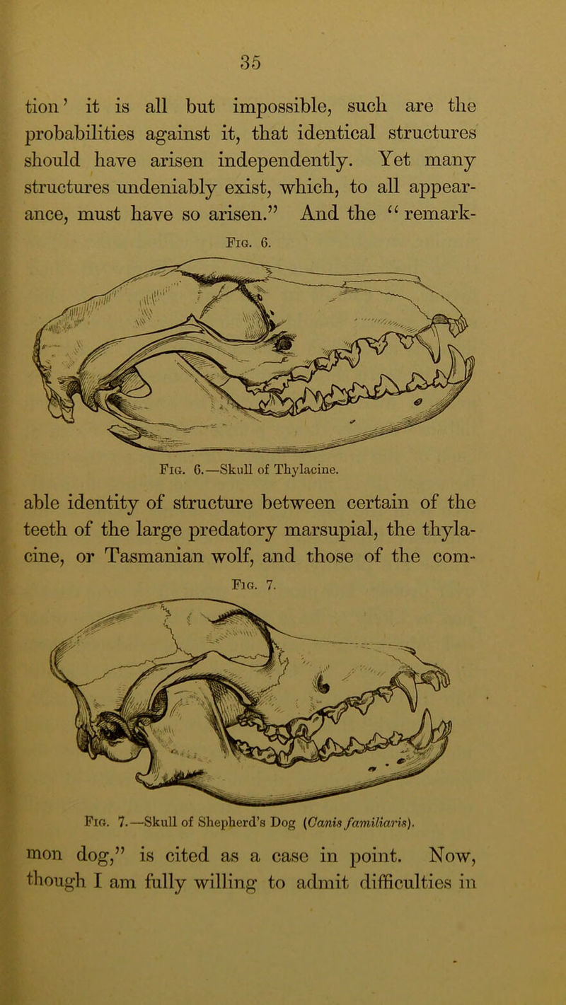 tion ’ it is all but impossible, such are the probabilities against it, that identical structures should have arisen independently. Yet many structures undeniably exist, which, to all appear- ance, must have so arisen.” And the “ remark- Fig. 6. Fig. 7.—Skull of Shepherd’s Dog (Canis familiaris). mon dog,” is cited as a case in point. Now, though I am fully willing to admit difficulties in Fig. G.—Skull of Thylacine. able identity of structure between certain of the teeth of the large predatory marsupial, the thyla- cine, or Tasmanian wolf, and those of the com- Fig. 7.