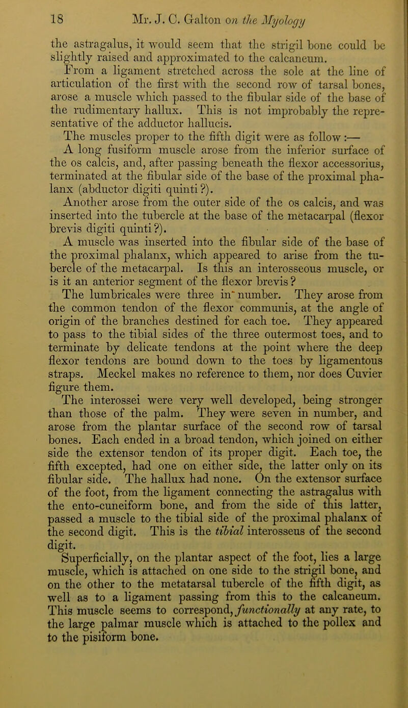 the astragalus, it would seem that the strigil bone could be slightly raised and approximated to the calcaneum. From a ligament stretched across the sole at the line of articulation of the first with the second row of tarsal bones, arose a musele which passed to the fibular side of the base of the rudimentary hallux. This is not improbably the repre- sentative of the adductor hallucis. The muscles proper to the fifth digit were as follow:— A long fusiform muscle arose from the inferior surface of the os calcis, and, after passing beneath the flexor accessorius, terminated at the fibular side of the base of the proximal pha- lanx (abductor digit! quinti ?). Another arose from the outer side of the os calcis, and was inserted into the tubercle at the base of the metacarpal (flexor brevis digit! quinti?). A muscle was inserted into the fibular side of the base of the proximal phalanx, which appeared to arise from the tu- bercle of the metacarpal. Is this an interosseous muscle, or is it an anterior segment of the flexor brevis ? The lumbricales were three in“ number. They arose from the common tendon of the flexor communis, at the angle of origin of the branches destined for each toe. They appeared to pass to the tibial sides of the three outermost toes, and to terminate by delicate tendons at the point where the deep flexor tendons are bound down to the toes by ligamentous straps. Meckel makes no reference to them, nor does Cuvier figure them. The interossei were very well developed, being stronger than those of the palm. They were seven in number, and arose from the plantar surface of the second row of tarsal bones. Each ended in a broad tendon, which joined on either side the extensor tendon of its proper digit. Each toe, the fifth excepted, had one on either side, the latter only on its fibular side. The hallux had none. On the extensor surface of the foot, from the ligament connecting the astragalus with the ento-cuneiform bone, and from the side of this latter, passed a muscle to the tibial side of the proximal phalanx of the second digit. This is the tibial interosseus of the second digit. Superficially, on the plantar aspect of the foot, lies a large muscle, which is attached on one side to the strigil bone, and on the other to the metatarsal tubercle of the fifth digit, as well as to a ligament passing from this to the calcaneum. This muscle seems to correspond,at any rate, to the large palmar muscle which is attached to the pollex and to the pisiform bone.