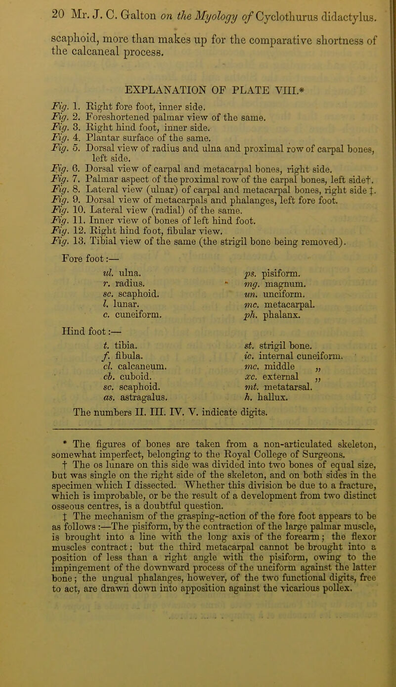 scaphoid, more than makes uj) for the comparative shortness of the calcaneal proeess. EXPLANATION OF PLATE VIII * Fig. 1. Riglit fore foot, inner side. Fig. 2. Foreshortened palmar view of the same. Fig. 3. Right hind foot, inner side. Fig. 4. Plantar surface of the same. Fig. 5. Dorsal view of radius and ulna and proximal row of carpal hones, left side. Fig- 6. Dorsal view of,carpal and metacarpal bones, right side. Fig. 7. Palmar aspect of the proximal row of the carpal hones, left sidet. Fig. 8. Lateral view (ulnar) of carpal and metacarpm bones, right side |. Fig. 9. Dorsal view of metacarpals and phalanges, left fore foot. Fig. 10. Lateral view (radial) of the same. Fig. 11. Inner view of bones of left hind foot. Fig. 12. Right hind foot, fibular view. Fig. 13. Tihial view of the same (the strigil bone being removed). Fore foot:— ul. ulna, r. radius. sc. scaphoid. 1. lunar. c. cimeiform. Hind foot:— ps. pisiform. mg. magnum. un. unciform. me. metacarpal. ph. phalanx. t. tibia. f. fibula. cl. calcaneum. cb. cuboid. sc. scaphoid. as. asti-agalus. st. strigil hone. ic. internal cuneiform. me. middle „ xc. external „ mt. metatarsal. h. hallux. The numbers H. IH. IV. V. indicate digits. * The figm’es of bones are tahen from a non-articulated skeleton, somewhat imperfect, belonging to the Royal College of Surgeons. t The os lunare on this side was divided into two bones of equal size, but was single on the right side of the skeleton, and on both sides in the specimen which I dissected. Whether this division be due to a fracture, which is improbable, or be the result of a development from two distinct osseous centres, is a doubtful question. X The mechanism of the gi’asping-action of the fore foot appears to be as follows :—The pisiform, by the contraction of the large palmar muscle, is brought into a line with the long axis of the forearm; the flexor muscles contract; but the third metacarpal cannot be brought into a position of less than a right angle with the pisiform, owing to the impingement of the downward process of the unciform against the latter bone; the ungual phalanges, however, of the two functional digits, free to act, are drawn down into apposition against the vicarious pollex.