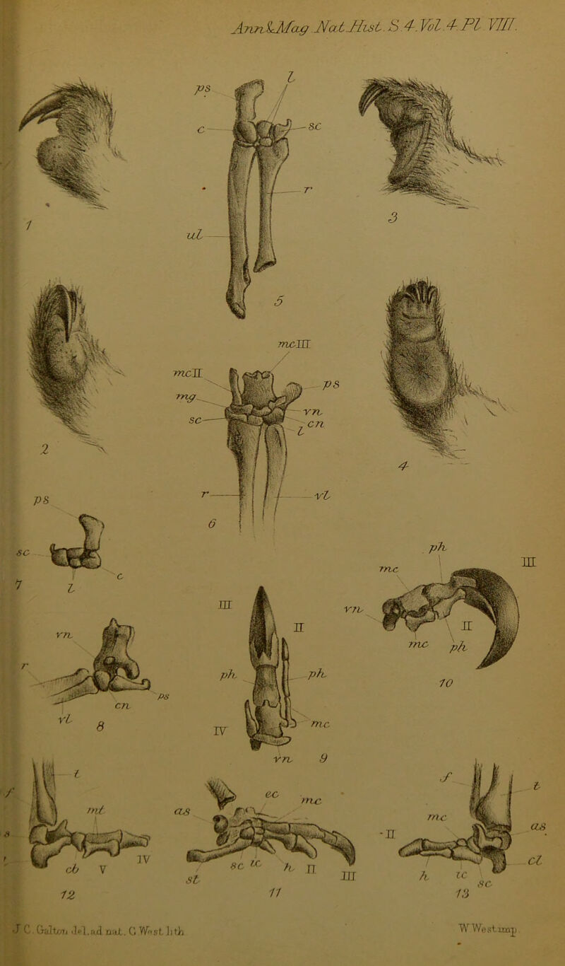 Ajiri^LAfcjLg .Nat.Hist. S 4-. VoZ.4-.Pt VTII. W West imp ph V7V SC •J C. Galtmi ilel.njd nai. C WnsL litL me vre 9 as cl melL mp sc mem ps V7V 'cn