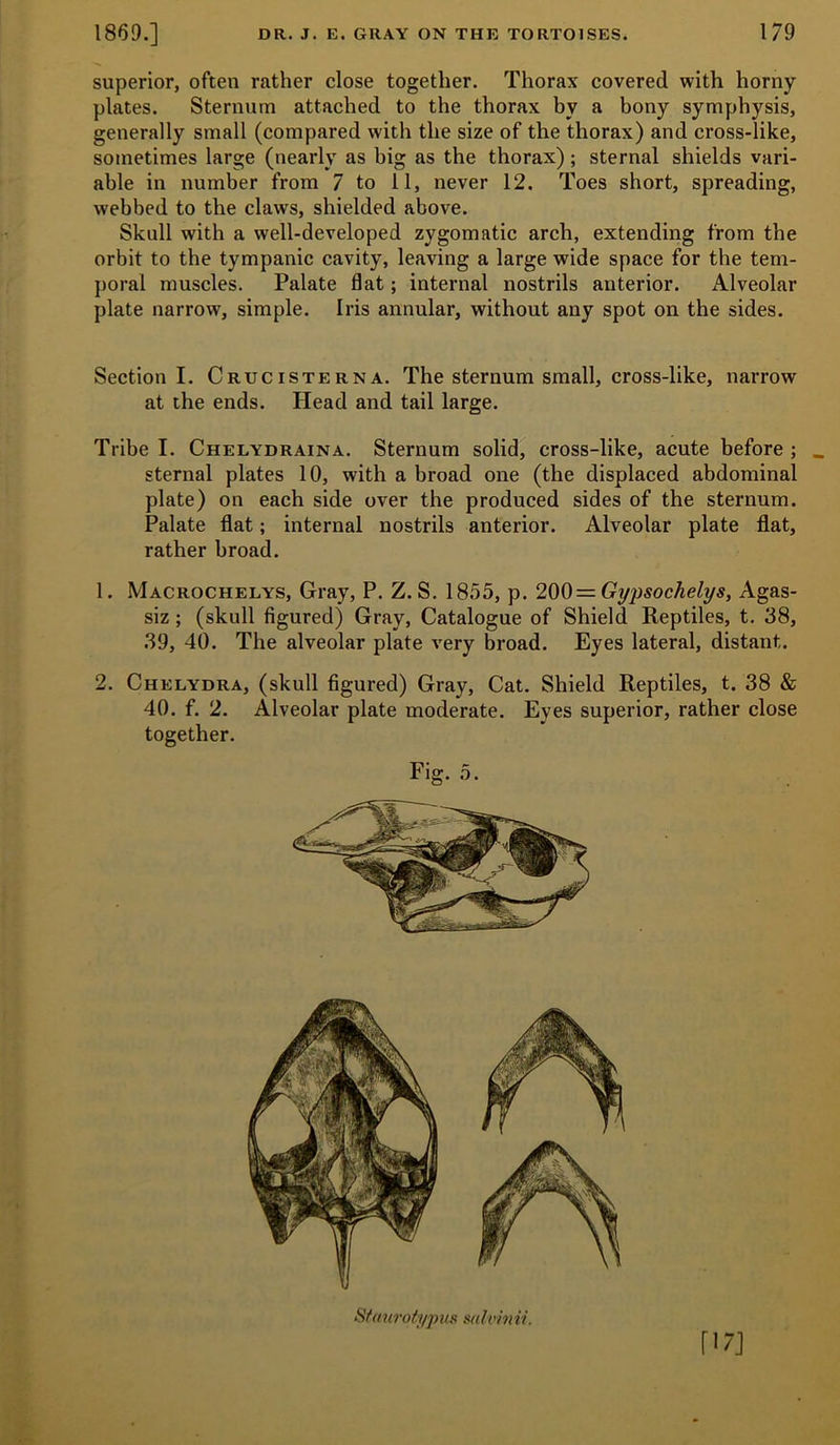 superior, often rather close together. Thorax covered with horny plates. Sternum attached to the thorax by a bony symphysis, generally small (compared with the size of the thorax) and cross-like, sometimes large (nearly as big as the thorax); sternal shields vari- able in number from 7 to 11, never 12. Toes short, spreading, webbed to the claws, shielded above. Skull with a well-developed zygomatic arch, extending from the orbit to the tympanic cavity, leaving a large wide space for the tem- poral muscles. Palate flat; internal nostrils anterior. Alveolar plate narrow, simple. Iris annular, without any spot on the sides. Section I. Crucisterna. The sternum small, cross-like, narrow at the ends. Head and tail large. Tribe I. Chelydraina. Sternum solid, cross-like, acute before ; sternal plates 10, with a broad one (the displaced abdominal plate) on each side over the produced sides of the sternum. Palate flat; internal nostrils anterior. Alveolar plate flat, rather broad. 1. Macrochelys, Gray, P. Z. S. 1855, p. 2Q0=Gypsochelys, Agas- siz ; (skull figured) Gray, Catalogue of Shield Reptiles, t. 38, 39, 40. The alveolar plate very broad. Eyes lateral, distant. 2. Chelydra, (skull figured) Gray, Cat. Shield Reptiles, t. 38 & 40. f. 2. Alveolar plate moderate. Eyes superior, rather close together. [17] Sfanrotypus sulvinii.