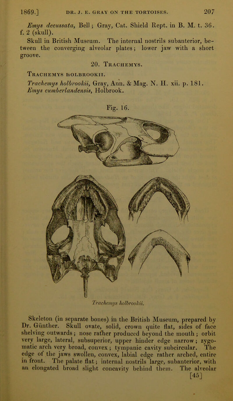 Emys decussata, Bel); Gray, Cat. Shield Kept, in B. M. t. 36. f. 2 (skull). Skull in British Museum. The internal nostrils subanterior, be- tween the converging alveolar plates; lower jaw with a short groove. 20. Trachemys. Trachemys holbrookii. Trachemys holbrookiiy Gray, Ann. & Mag. N. H. xii. p. 181. Emys cumberlandensis, Holbrook. Fig. 16. Trachemys holbrookii. Skeleton (in separate bones) in the British Museum, prepared by Dr. Gunther. Skull ovate, solid, crown quite flat, sides of face shelving outwards; nose rafher produced beyond the mouth ; orbit very large, lateral, subsuperior, upper hinder edge narrow; zygo- matic arch very broad, convex; tympanic cavity subcircular. The edge ot the jaws swollen, convex, labial edge rather arched, entire in front. The palate flat; internal nostrils large, subanterior, with an elongated broad slight concavity behind them. The alveolar [4.5]