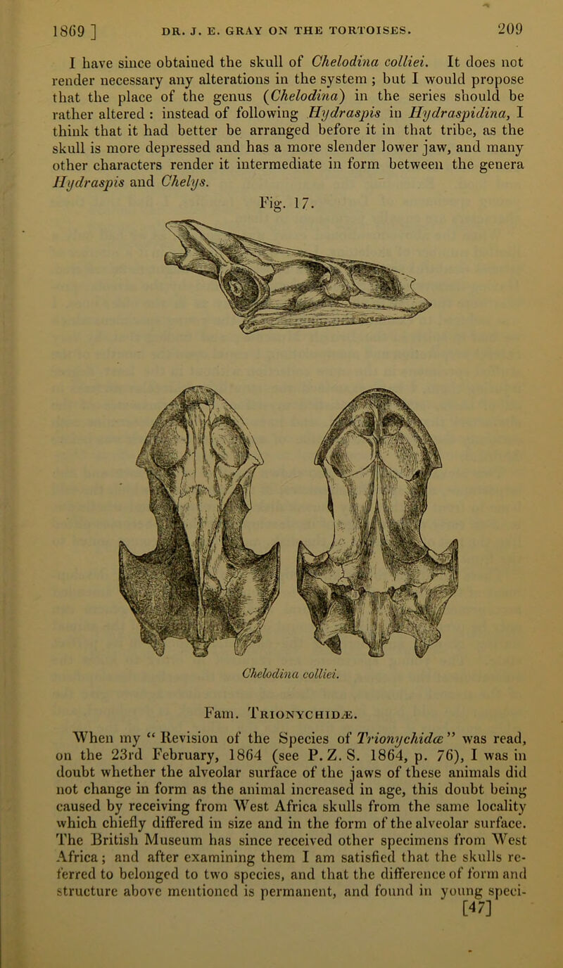 I have since obtained the skull of Ghelodina colliei. It does not render necessary any alterations in the system ; but I would propose that the place of the genus {Ghelodina) in the series should be rather altered : instead of following Hydraspis in Hydraspidina, I think that it had better be arranged before it in that tribe, as the skull is more depressed and has a more slender lower jaw, and many other characters render it intermediate in form between the genera Hydraspis and Ghelys. Fig. 17. Ckelodina colliei. Fain. Trionychid^. When my “ Revision of the Species of Trionychidce ” was read, on the 23rd February, 1864 (see P. Z.S. 1864, p. 76), I was in doubt whether the alveolar surface of the jaws of these animals did not change in form as the animal increased in age, this doubt being caused by receiving from West Africa skulls from the same locality which chiefly differed in size and in the form of the alveolar surface. The British Museum has since received other specimens from West Africa; and after examining them I am satisfied that the skulls re- ferred to belonged to two species, and that the difference of form and structure above mentioned is permanent, and found in young speci-
