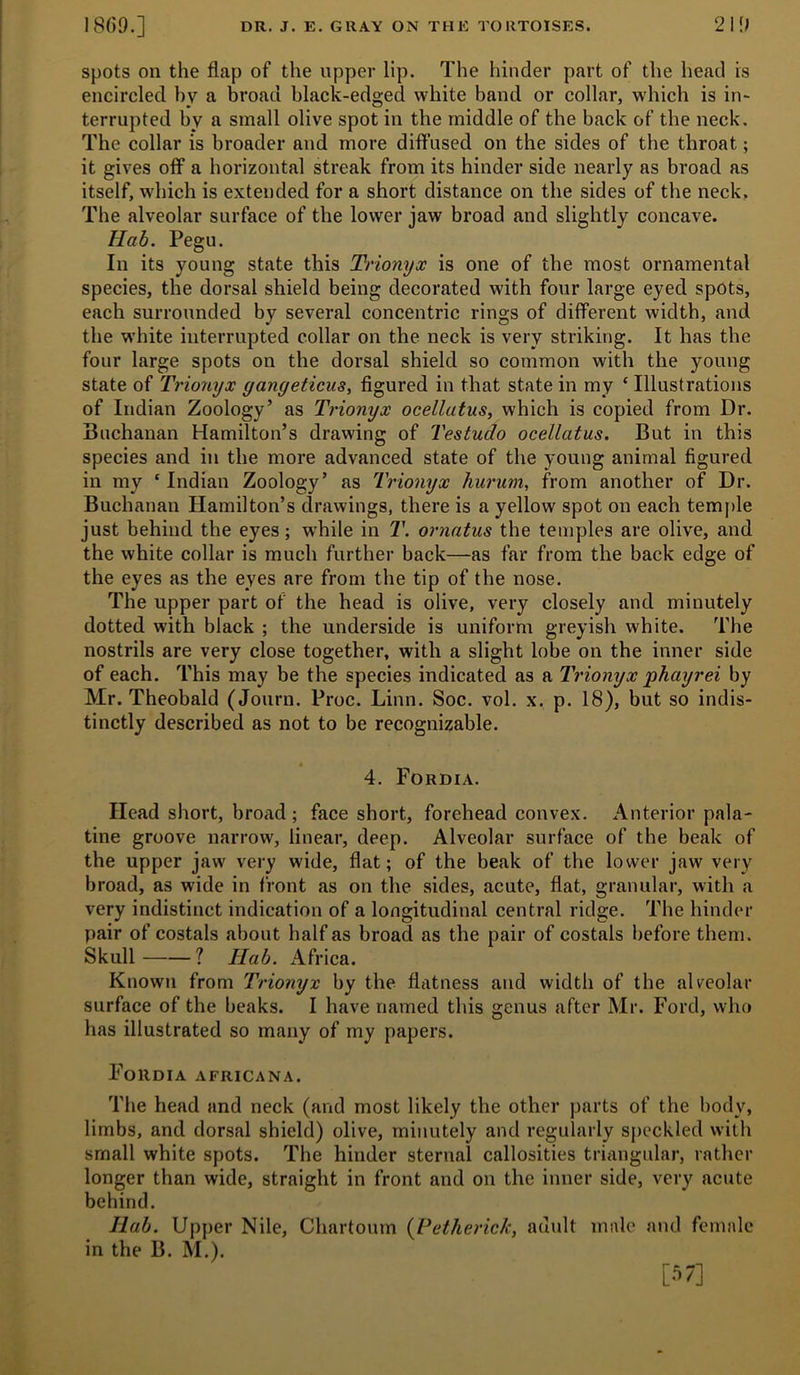 18()9.] DR. J. E. GUAY ON THU TORTOISES. 2\[) spots on the flap of the upper lip. The hinder part of the head is encircled by a broad black-edged white band or collar, which is in- terrupted by a small olive spot in the middle of the back of the neck. The collar is broader and more difl’used on the sides of the throat; it gives olf a horizontal streak from its hinder side nearly as broad as itself, which is extended for a short distance on the sides of the neck. The alveolar surface of the lower jaw broad and slightly concave. Hab. Pegu. In its young state this Trionyx is one of the most ornamental species, the dorsal shield being decorated with four large eyed spots, each surrounded by several concentric rings of different width, and the w'hite interrupted collar on the neck is very striking. It has the four large spots on the dorsal shield so common with the young state of Ti'ionyx gangeticus, figured in that state in my ‘ Illustrations of Indian Zoology’ as Trionyx ocellatus, which is copied from Dr. Buchanan Hamilton’s drawing of Testudo ocellatus. But in this species and in the more advanced state of the young animal figured in my ‘ Indian Zoology’ as Trionyx hurum, from another of Dr. Buchanan Hamilton’s drawings, there is a yellow spot on each temf)le just behind the eyes; while in T. ornatus the temples are olive, and the white collar is much further back—as far from the back edge of the eyes as the eyes are from the tip of the nose. The upper part of the head is olive, very closely and minutely dotted with black ; the underside is uniform greyish white. The nostrils are very close together, with a slight lobe on the inner side of each. This may be the species indicated as a Trionyx phayrei by Mr. Theobald (Jonrn. Proc. Linn. Soc. vol. x. p. 18), but so indis- tinctly described as not to be recognizable. 4. Fordia. Head short, brorid; face short, forehead convex. Anterior pala- tine groove narrow, linear, deep. Alveolar surface of the beak of the upper jaw very wide, flat; of the beak of the lower jaw very broad, as wide in front as on the sides, acute, flat, granular, with a very indistinct indication of a longitudinal central ridge. The hinder pair of costals about lialf as broad as the pair of costals before them. Skull ? Hab. Africa. Known from Trionyx by the flatness and width of the alveolar surface of the beaks. I have named this genus after Mr. Ford, who has illustrated so many of my papers. Fordia africana. The head and neck (and most likely the other parts of the body, limbs, and dorsal shield) olive, minutely and regularly S[)cckled with small white spots. The hinder sternal callosities triangular, rather longer than wide, straight in front and on the inner side, very acute behind. Hab. Upper Nile, Chartoum {Vetherick, adult male and female in the B. M.). [57]