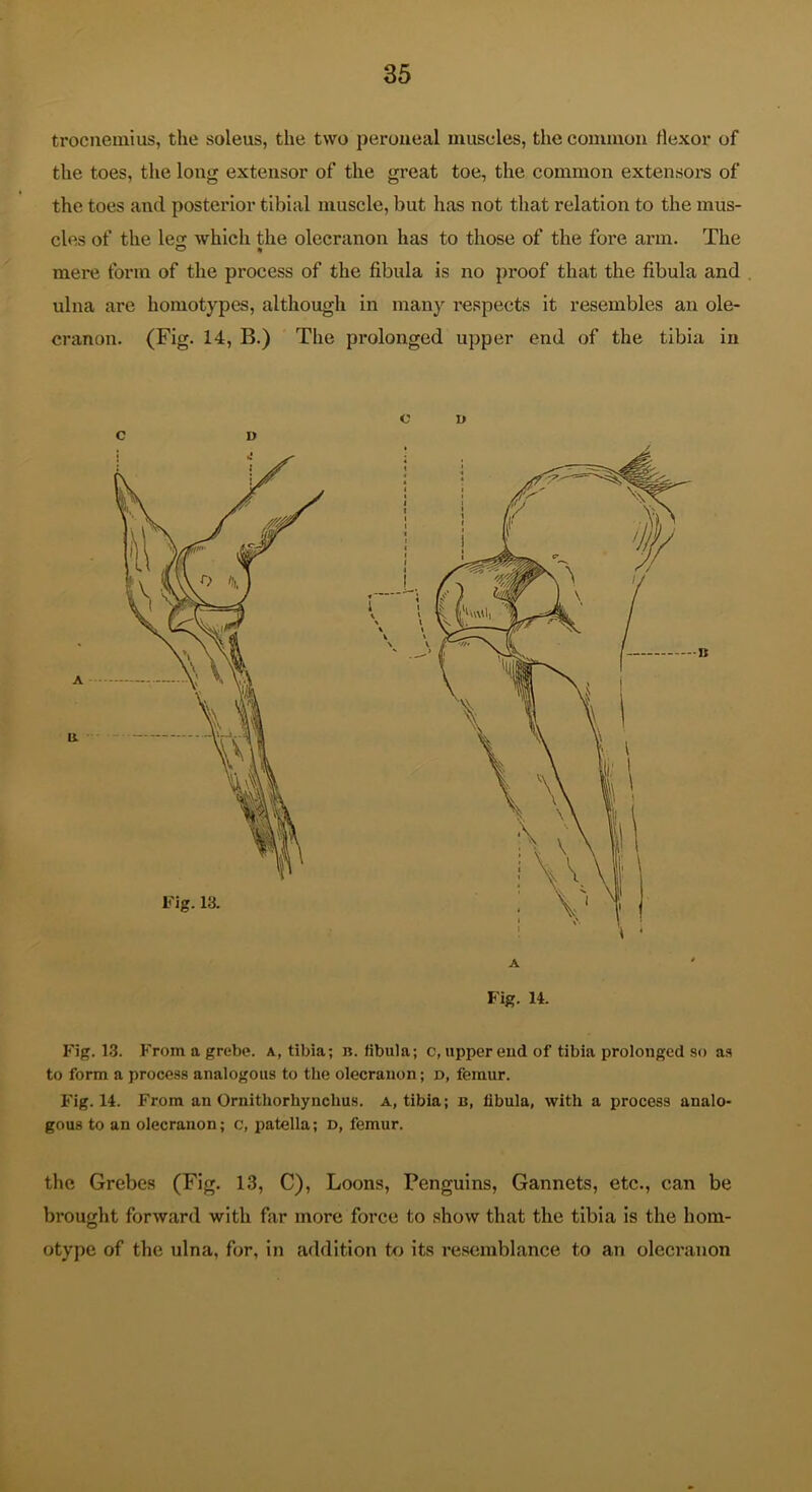 trocnemius, the soleus, the two peroueal muscles, the common flexor of the toes, the long extensor of the great toe, the common extensoi’s of the toes and posterior tibial muscle, but has not that relation to the mus- cles of the le<i Avhich the olecranon has to those of the fore arm. The mere form of the process of the fibula is no proof that the fibula and ulna are homotypes, although in many respects it resembles an ole- cranon. (Fig. 14, B.) The prolonged upper end of the tibia in V \ \ V Fig. 13. A Fig. 14. Fig. 13. From a grebe, a, tibia; B. fibula; c, upper eud of tibia prolonged so as to form a process analogous to the olecranon; d, femur. Fig. 14. From an Ornitliorhynchus. a, tibia; b, fibula, with a process analo- gous to an olecranon; c, patella; d, femur. the Grebes (Fig. 13, C), Loons, Penguins, Gannets, etc., can be brought forward with far more force to show that the tibia is the hom- otype of the ulna, for, in addition to its resemblance to an olecranon