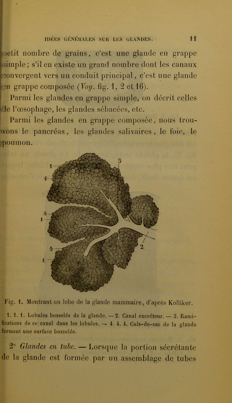 petit nombre de grains, c’est une glande en grapjoe üdmple; s’il en existe un grand nombre dont les canaux ponvergent vers un conduit principal, c’est une glande bn grappe composée {Yoij. fig. l, 2 et 16). ■ Parmi les glandes en grappe simple, on décrit celles ide l’œsophage, les glandes sébacées, etc. ' Parmi les glandes en grappe composée, nous trou- Avons le pancréas, les glandes salivaires, le foie, le 1 pou mon. Fig. 1. Montrant un lobe de la glande mammaire, d’après Kolliker. 1. 1. 1. Lobules bosselés de la glande. —2. Canal excréteur. — 3. Rami- fications de ce canal dans les lobules. — 4. 4. 4. Culs-de-sac de la glande formant une surface bosselée. 2” Glandes en tube. — Lorsque la portion sécrétante de la glande est formée par un assemblage de tubes