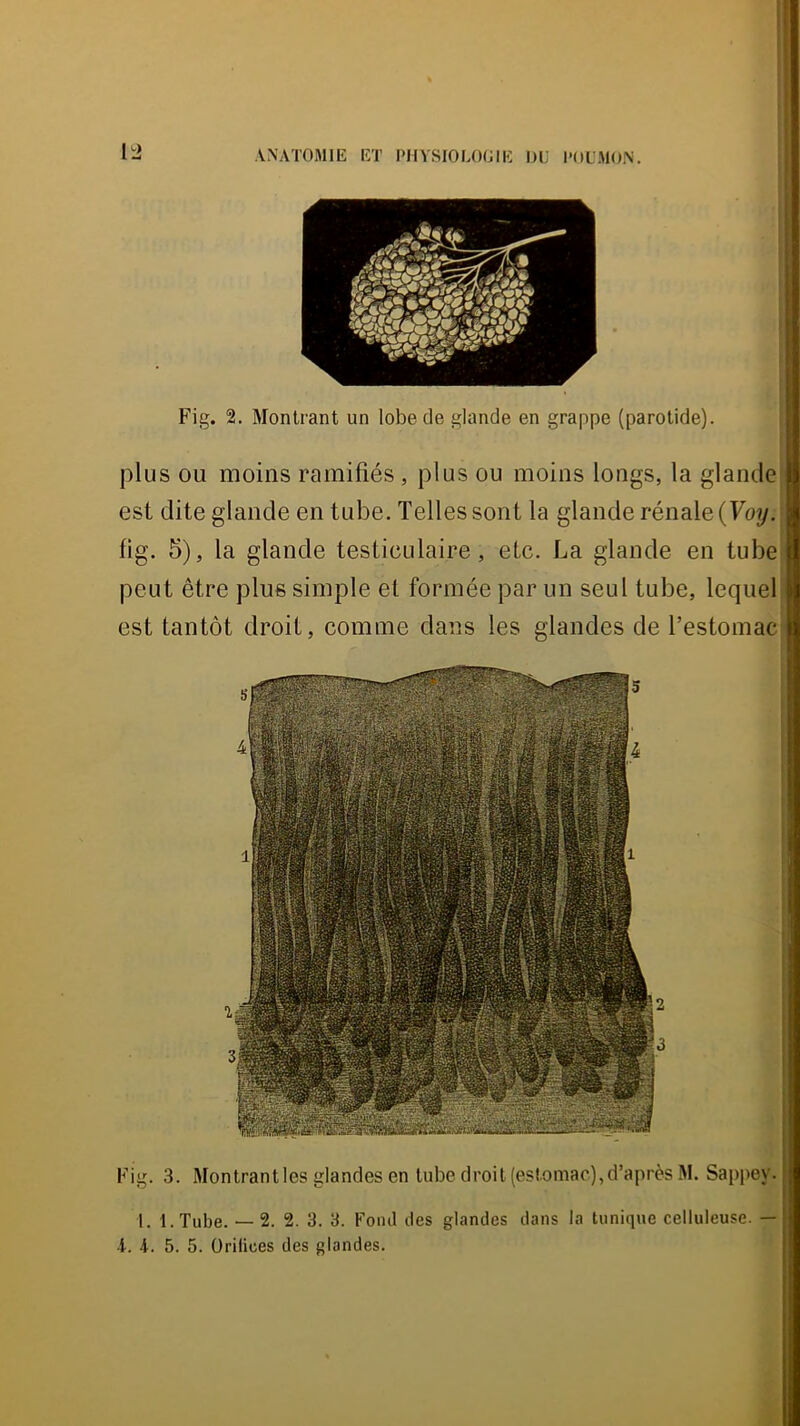 Fig. 2. Montrant un lobe de glande en grappe (parotide). plus OU moins ramifiés, plus ou moins longs, la glande est dite glande en tube. Telles sont la glande rénale (Foy. fig. 5), la glande testiculaire, etc. La glande en tube peut être plus simple et formée par un seul tube, lequel est tantôt droit, comme dans les glandes de l’estomac Fig. 3. Montrant les glandes en tube droit (estomac), d’après M. Sappey. t. l.Tube. — 2. 2. 3. 3. Fond des glandes dans la tunique celluleuse. — •l. 4-. 5. 5. Orifices des glandes.