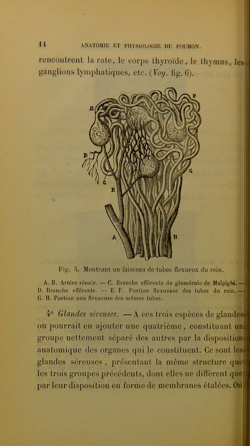 U rencontrent la rate, le corps thyroïde, le thymus, lesii ganglions lymphatiques, etc. {Voy. fig. G). Fig. 5. Montrant un faisceau de tubes flexueux du rein. A. B. Artère rénale. — C. Branche afférente du glomérule de Malpighi.— D. Branche efférente. — E. F. Portion flexuevise des tuhes du rein. —• G. H. Portion non flexueuse des mêmes tubes. : 4® Glandes séreuses. —A ces trois espèces de glandesf on pourrait en ajouter une quatrième, constituant un groupe nettement séparé des autres par la disposition anatomique des organes qui le constituent. Ce sont les glandes séreuses , présentant la même structure que les trois groupes précédents, dont elles ne diffèrent que par leur disposition en forme de membranes étalées. On