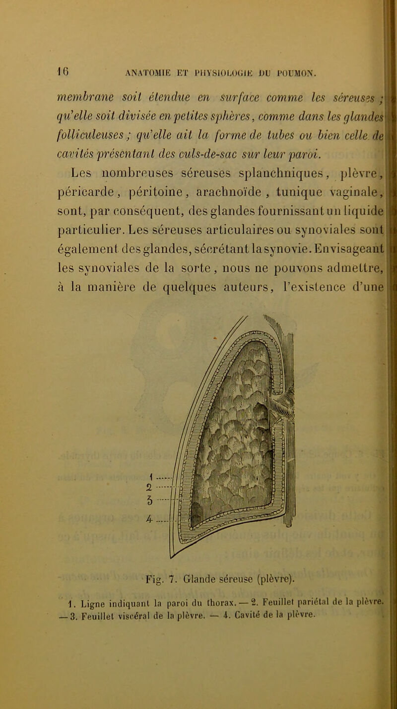 membrane soit étendue en surface comme les séreuses qu'elle soit divisée en petites sphères, comme dans les glandes' folliculeuses ; qu’elle ait la forme de tubes ou bien celle de\ cavités présentant des culs-de-sac sur leur paroi. Les nombreuses séreuses splanchniques, plèvre, péricarde, péritoine, arachnoïde, tunique vaginale, sont, par conséquent, des glandes fournissant un liquide particulier. Les séreuses articulaires ou synoviales sont également des glandes, sécrétant la synovie. Envisageant les synoviales de la sorte, nous ne pouvons admettre, à la manière de quelques auteurs, l’existence d’une Fig. 7. Glande séreuse (plèvre). 1. Ligne indiquant la paroi du thorax. —2. Feuillet pariétal de la plèvre. — 3. Feuillet viscéral de la plèvre. — 4. Cavité de la plèvre.