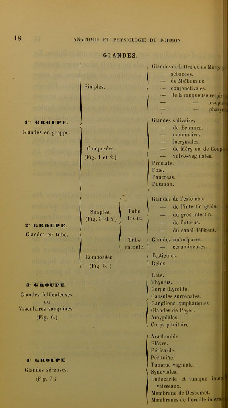 f «roupe;. Glandes en grappe. 9^ GROUPE. Glandes en tube. 3» GROUPE. Glandes folliculeuses ou Vasculaires sanguines. (Fig. 6.) 4’ GROUPE. Glandes séreuses. (Fig. 7.) GLANDES. Simples. Composées. (Fig. 1 et 2.) Simples. (Fig. 3 et 4 ) Composées. (Fig 5. ) i , Glandes de Littré ou de Morgap, i 1 — sébacées. I — de Meïbomius. < — conjonctivales. 1 — de la muqueuse respir| I — — œsopl \ — — pharjHj Glandes salivaires. — de Brunner. — mammaires. — lacrymales. — de Méry ou de CoopU' — vulvo-vaginales. Prostate. Foie. Pancréas. Poumon. I Tube droit. Glandes de l’estomac. — de l’intestin grêle. du gros intestin. Tube enroulé. — de l’utérus. — du canal déférent. Glandes sudoripares. — cérumineuses. Testicules. ( Reins. Rate. Thymus. Corps thyroïde. Capsules surrénales. Ganglions lymphatiques Glandes de Peyer. Amygdales. Corps pituitaire. ■ Arachnoïde. Plèvre. Péricarde. Péritoifie. Tunique vaginale. Synoviales. Endocarde et tunique inlei| vaisseau.v. Membrane de Descemel. Membranes de l’oreille inlern