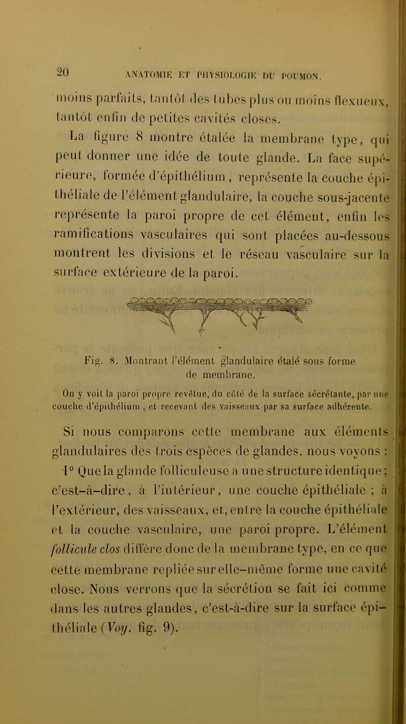 ANATOMII-: KT PIIYSmLOfWK 1)L' POUMON. moins parfaits, iantùl des I iibes plus ou moins flexuenx, Lantol, enfin de pel.il.es cavités closes, La figure 8 montre étalée la membrane type, ipii peut donner une idée de toute glande. La face supé- rieure, formée d’épithélium , représente la couche épi- théliale de l’élément glandulaire, la couche sous-jacente représente la paroi propre de cet élément, enfin les ramifications vasculaires qui sont placées au-dessous montrent les divisions et le réseau vasculaire sur la surface extérieure de la paroi. Fi“. 8. Montrant l’élément glandulaire étalé sous forme de membrane. On y voit la paroi propre revêtue, fin côté de la surface sécrétante, par une couche d’épithélium , et recevant dos vaisseaux par sa surface adhérente. Si nous comparons cetle membrane aux éléments glandulaires des trois espèces de glandes, nous voyons : 1“ Queia glande folliculeuse a unestructureidentique; c’est-à-dire, à l’intérieur, une couche épithéliale ; à l’extérieur, des vaisseaux, et, entre la couche épithéliale et la couche vasculaire, une paroi propre. L’élément follicule clos diffère donc de la membrane type, en ce que cette membrane repliée sur elle-même forme une cavité close. Nous verrons que la sécrétion se fait ici comme dans les autres glandes, c’est-à-dire sur la surface épi- théliale (Voy. fig. 9).