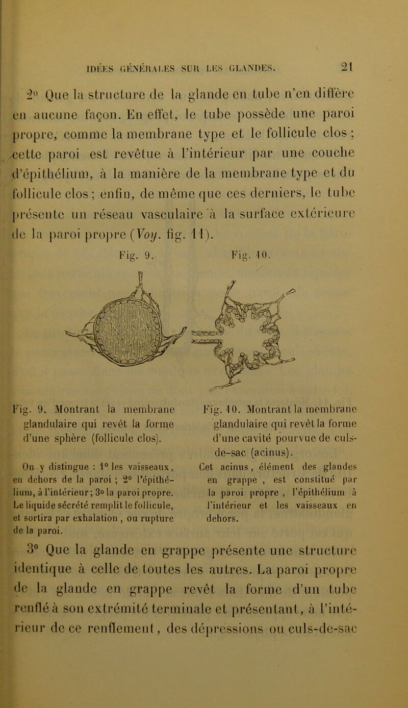 2*^' Que la structure de la glande en tube n’en difiei*e en aucune façon. En effet, le tube possède une paroi propre, comme la membrane type et le follicule clos ; -cette paroi est revêtue à l’intérieur par une couche d’épithélium, à la manière de la membrane type et du follicule clos ; enlin, de même que ces derniers, le tube présente un réseau vasculaire'à la surface extérieure (.le la paroi proj)re(Foy. lig. i l). Fig. 9. Fig. 9. Montrant la membrane glandulaire qui revêt la forme d’une sphère (follicule clos). On y distingue : 1° les vaisseaux, eu dehors de la paroi ; 2° l’épithé- lium, à l’intérieur ; 3<> la paroi propre. Le liquide sécrété rem[)lit le follicule, et sortira par exhalation , ou rupture de la paroi. Fig. 10. O Fig. 10. Montrant la membrane glandulaire qui revêt la forme d’une cavité pourvue de culs- de-sac (acinus). Cet acinus, élément des glandes en grappe , est constitué par la paroi propre , l’épithélium à l’intérieur et les vaisseaux en dehors. 3° Que la glande en grappe présente une structure identique à celle de toutes les autres. La paroi propre de la glande en grappe revêt la forme d’un tube renflé à son extrémité terminale et présentant, à l’inté- rieur déco renflenient, des dépressions ou culs-de-sac