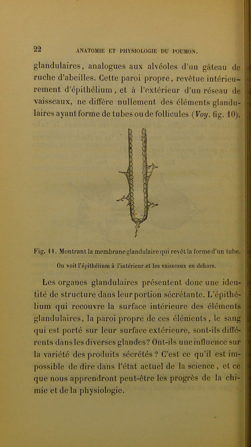 : ! ‘ I ANATOMIE ET PHYSIOLOGIE DU POUMON. glandulaires, analogues aux alvéoles d’un gâteau de ruche d’abeilles. Cette paroi propre, revêtue intérieu- rement d’épithélium, et à l’extérieur d’un réseau de vaisseaux, ne diffère nullement des éléments glandu- laires ayant forme de tubes onde follicules (7o?/. fig. 10). Fig. \ \. Montrant la membrane glandulaire qui revêt la formed’un tube. On voit l’épithélium à l’intérieur-et les vaisseaux en dehors. ' Les organes glandulaires présentent donc une ideu- ! tité de structure dans leur portion sécrétante. L’épithé- ; lium qui recouvre la surface intérieure des éléments ■ }■ glandulaires, la paroi propre de ces éléments, le sang j (|ui est porté sur leur surface extérieure, sont-ils diffé- ! rents dans les diverses glandes? Ont-ils uneinfluence sur i la variété des produits sécrétés? C’est ce qu’il est im- possible de dire dans l’état actuel de la science, et ce que nous apprendront peut-être les progrès de la chi- mie et de la physiologie.