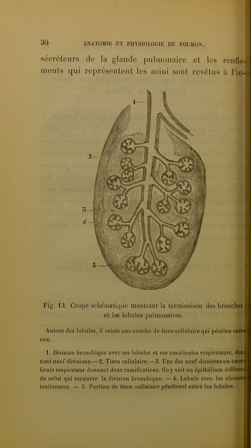 30 ANATOMIli F/r PIIYSIOLOGIIÎ DU POUMON, sécréteurs de la glande pulmonaire et les renfle- ments qui représentent les acini sont revêtus à l’in-^ Fig. 13. Coupe schématique montrant la terminaison des bronches et les lobules pulmonaires. Autour des lobules, il existe une couche de tissu cellulaire qui pénètre enlr eux. 1. Division bronchique avec ses lobules et ses canalicules respirateurs, don nantneuf divisions.— 2. Tissu cellulaire.—3. Une des neuf divisions ou cana licule respirateur donnant deux ramifications. On y voit un épithélium dilTéren de celui qui recouvre la division bronchique. — 4. Lohule avec les cloison intérieures. — 5. Portion de tissu cellulaire pénétrant entre les lobules.