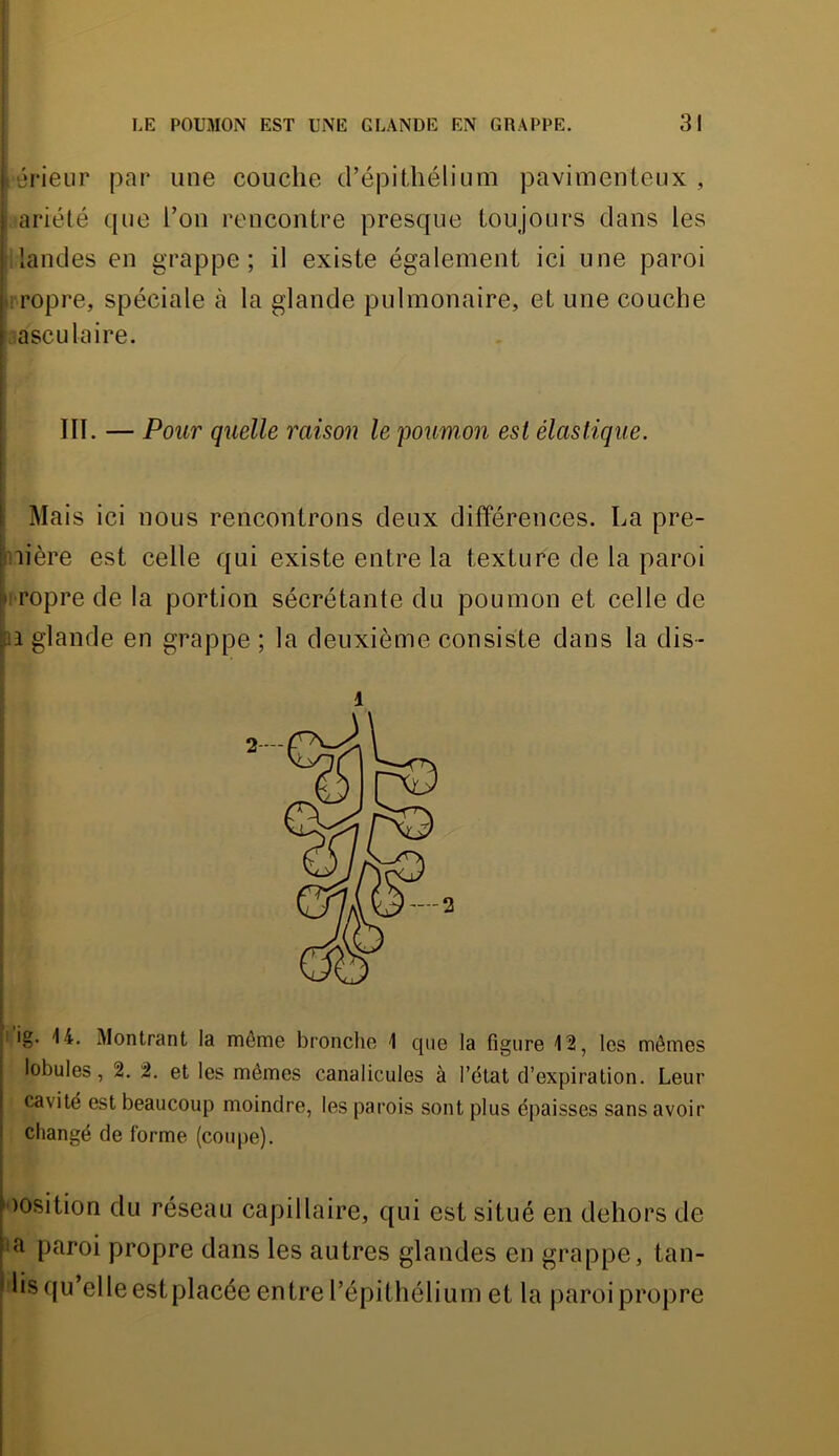 lérieiir par une couche d’épithélium pavimenteux , ariélé c[ue l’on rencontre presque toujours dans les 1 landes en grappe; il existe également ici une paroi li ropre, spéciale à la glande pulmonaire, et une couche ;asculaire. IIÏ. — Pour quelle raison le poum.on est élastique. Mais ici nous rencontrons deux différences. La pre- mière est celle qui existe entre la texture de la paroi 1 ropre de la portion sécrétante du poumon et celle de m glande en grappe ; la deuxième consiste dans la dis- I ig. 14. Montrant la môme bronclie 1 que la figure 12, les mômes lobules, 2. 2. et les mômes canalicules à l’état d’expiration. Leur cavité est beaucoup moindre, les parois sont plus épaisses sans avoir changé de forme (coupe). position du réseau capillaire, qui est situé en dehors de ^a paroi propre dans les autres glandes en grappe, tan- ;lisqu elle est placée entre l’épithélium et la paroi propre 1 —-2