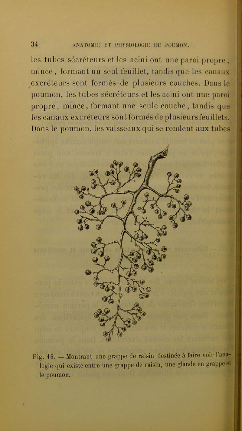 Il les lubes sécréteurs et les acini ont une paroi propre, mince, formant un seul feuillet, tandis que les canaux excréteurs sont formés de plusieurs couches. Dans le |i poumon, les tubes sécréteurs et les acini ont une paroi propre, mince, formant une seule couche, tandis que les canaux excréteurs sont formés de pl.usieursfeuillets. Dans le poumon, les vaisseaux qui se rendent aux tubes , Fig. 16. — Montrant une grappe de raisin destinée à faire voir l’ana- logie qui existe entre une grappe de raisin, une glande en grappe et le poumon.