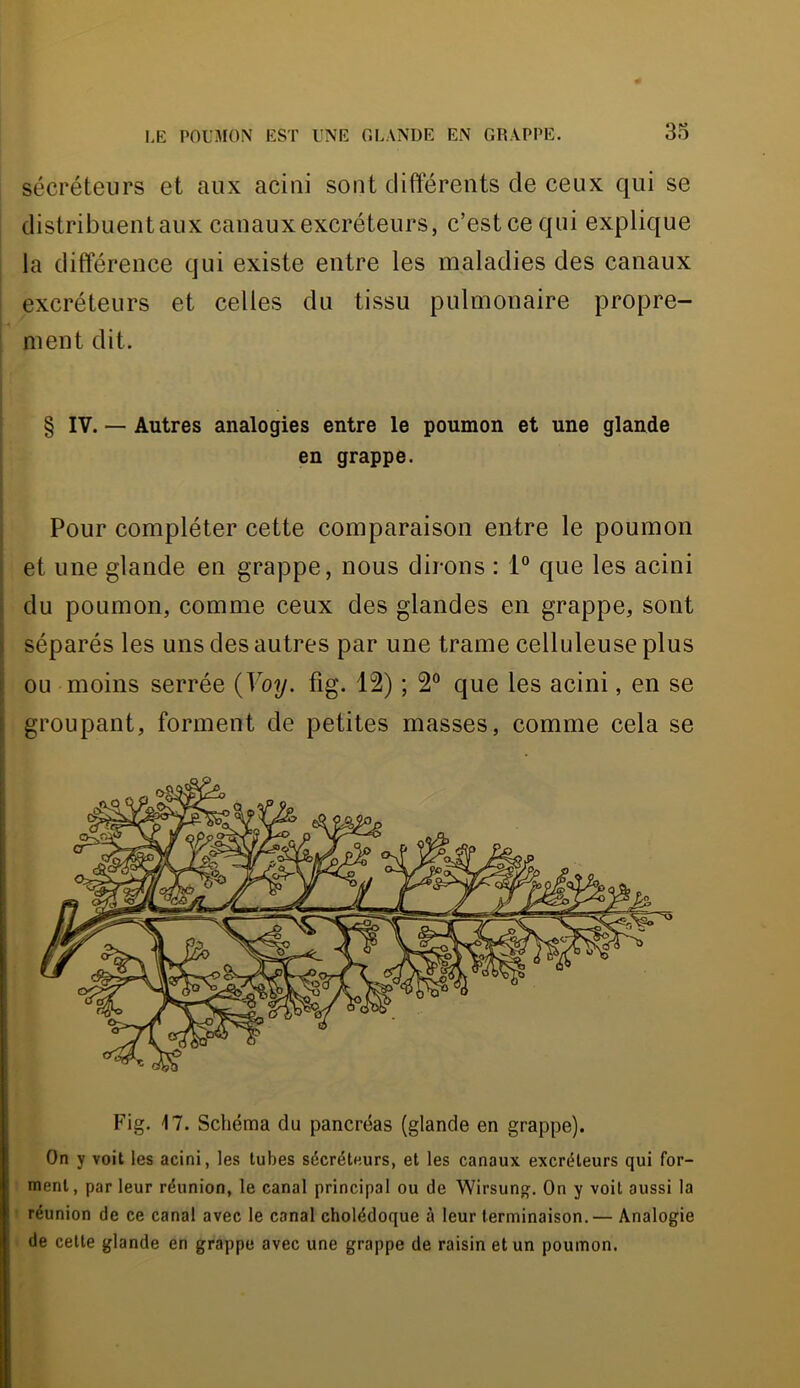 sécréteurs et aux acini sont différents de ceux qui se distribuent aux canaux excréteurs, c’est ce qui explique la différence qui existe entre les maladies des canaux excréteurs et celles du tissu pulmonaire propre- ment dit. § IV. — Autres analogies entre le poumon et une glande en grappe. Pour compléter cette comparaison entre le poumon et une glande en grappe, nous dirons : 1° que les acini du poumon, comme ceux des glandes en grappe, sont 1 séparés les uns des autres par une trame celluleuse plus I ou moins serrée {Voy. fig. 12) ; 2° que les acini, en se [ groupant, forment de petites masses, comme cela se Fig. 17. Schéma du pancréas (glande en grappe). On y voit les acini, les tubes sécréteurs, et les canaux excréteurs qui for- ment, par leur réunion, le canal principal ou de Wirsung. On y voit aussi la réunion de ce canal avec le canal cholédoque à leur terminaison.— Analogie de cette glande en grappe avec une grappe de raisin et un poumon.