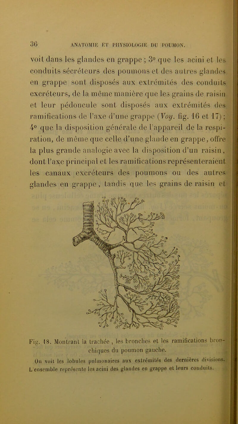 I 3G ANATOmiK F/r l'IlYSIOLOGNÎ DU POUMON. voit clans les glandes en grappe ; 3» cjue les acini et les conduits sécréteurs des poumons et des autres glandes en grappe sont disposés aux extrémités des conduits excréteurs, de la même manière que les grains de raisin et leur pédoncule sont disposés aux extrémités des ramifications de faxe d’une grappe (Voy. fig. 16 et 17) ; ¥ que la disposition générale de l’appareil de la respi- ration, de même que celle d’une glande en grappe, offre la plus grande analogie avec la disposition d’un raisin , dont l’axe principal et les ramifications représenteraient les canaux excréteurs des poumons ou des autres glandes en grappe, tandis que les grains de raisin et Fig. 18. Montrant la trachée , les bronches et les ramifications bron- chiques du poumon gauche. Üii voit les lobules pulmonaires aux extrémités des dernières divisions. L ensemble représente les acini des glandes en grappe et leurs conduits.