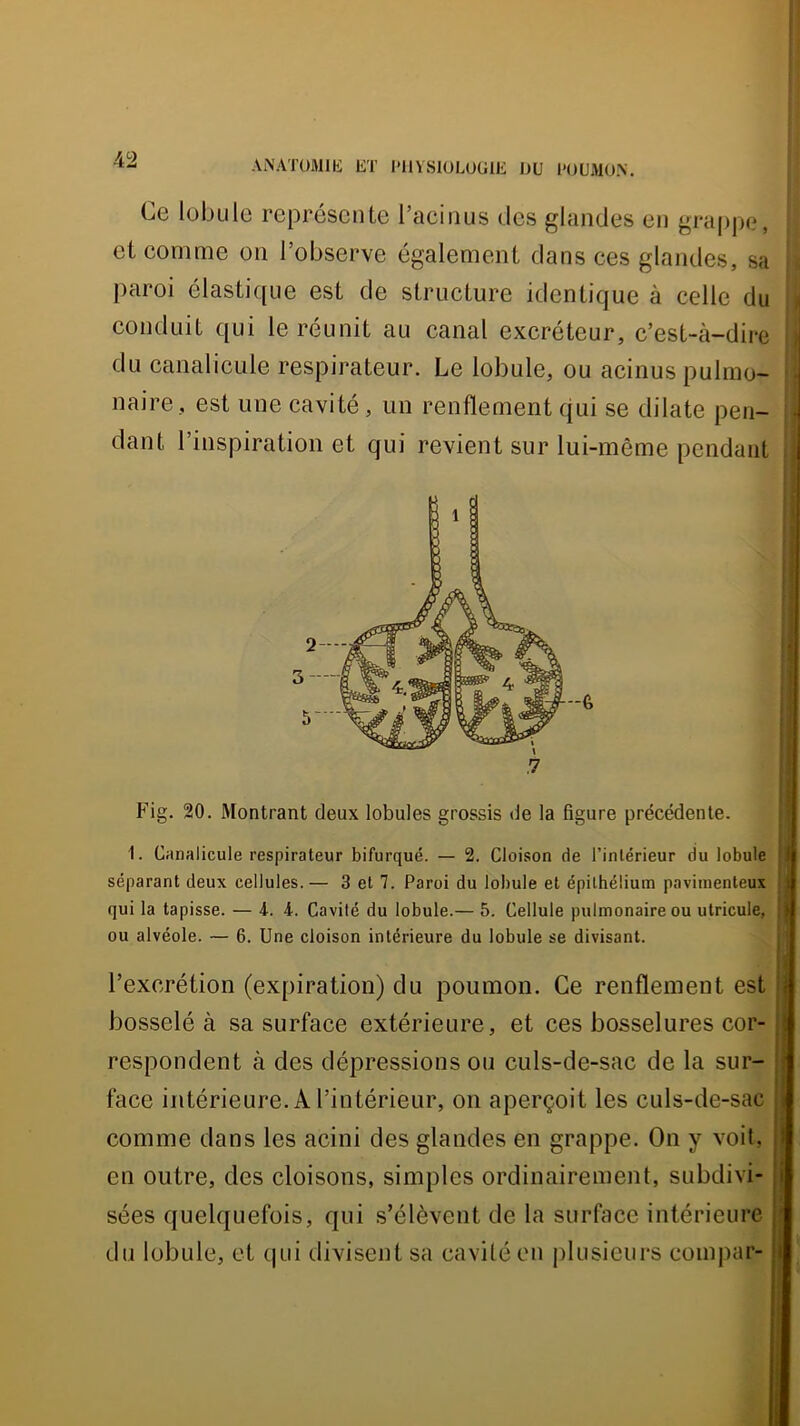 Ce lobule représente l’acinus des glandes en grappe, et comme on l’observe également dans ces glandes, sa paroi élasti([ue est de structure identique à celle du conduit qui le réunit au canal excréteur, c’est-à-dire du canalicule respirateur. Le lobule, ou acinus pulmo- naire, est une cavité, un renflement qui se dilate pen- dant l’inspiration et qui revient sur lui-même pendant Fig. 20. Montrant deux lobules grossis de la figure précédente. I. Canalicule respirateur bifurqué. — 2. Cloison de l’intérieur du lobule I séparant deux cellules.— 3 et 7. Paroi du lobule et épithélium paviinenteux i qui la tapisse. — i. 4. Cavité du lobule.— 5. Cellule pulmonaire ou utricule, i ou alvéole. — 6. Une cloison intérieure du lobule se divisant. 't l’excrétion (expiration) du poumon. Ce renflement est | bosselé à sa surface extérieure, et ces bosselures cor- \ respondent à des dépressions ou culs-de-sac de la sur- / face intérieure. A l’intérieur, on aperçoit les culs-de-sac i comme dans les acini des glandes en grappe. On y voit, d en outre, des cloisons, simples ordinairement, subdivi- ii sées quelquefois, qui s’élèvent de la surface intérieure [ du lobule, et (|ui tlivisent sa cavité en plusieurs coinpar- i